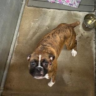 Enlarge Miley, an adopted Boxer in Bryan, OH image 1/3