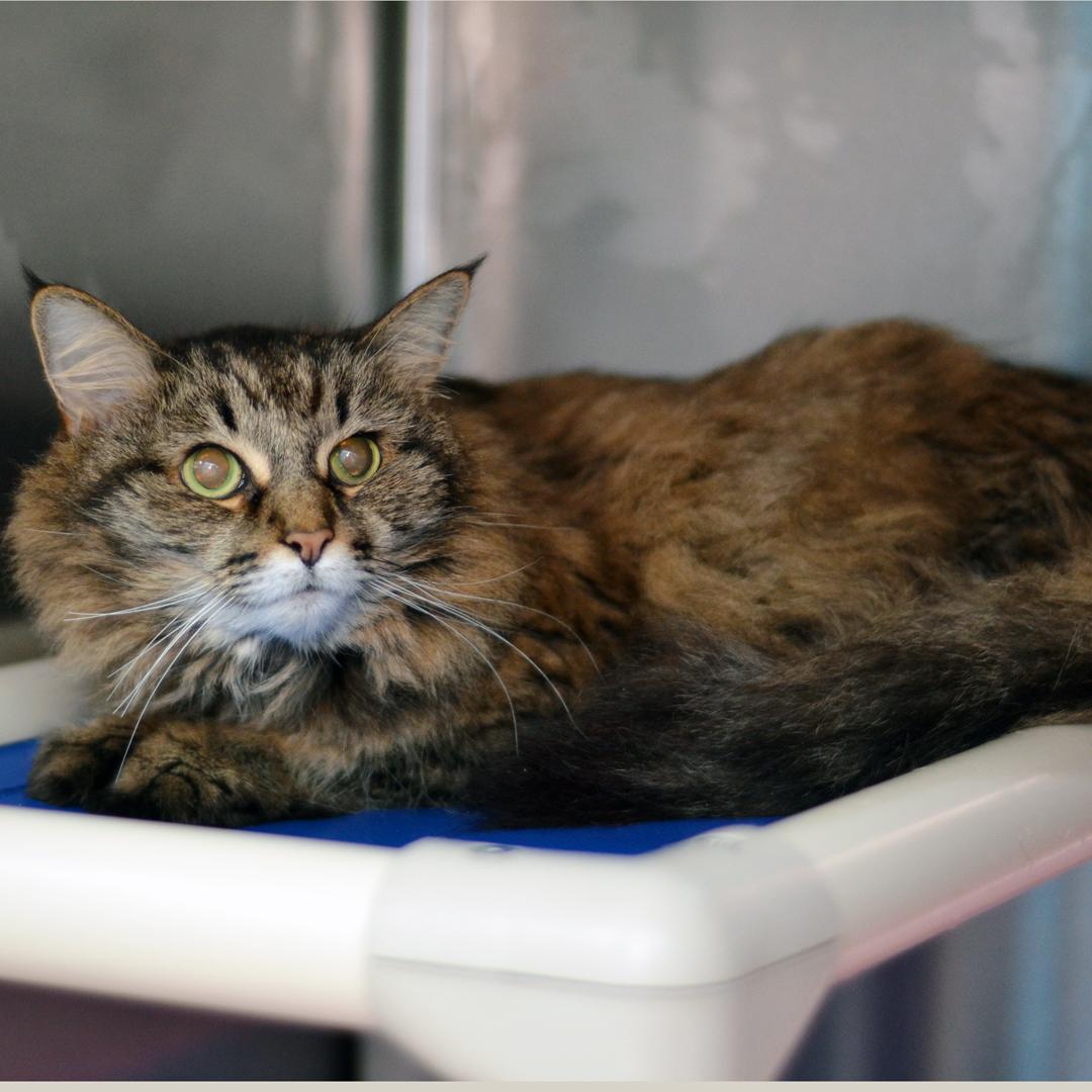 Enlarge Baby Girl, an adopted mixed breed in Sanford, FL image 3/3