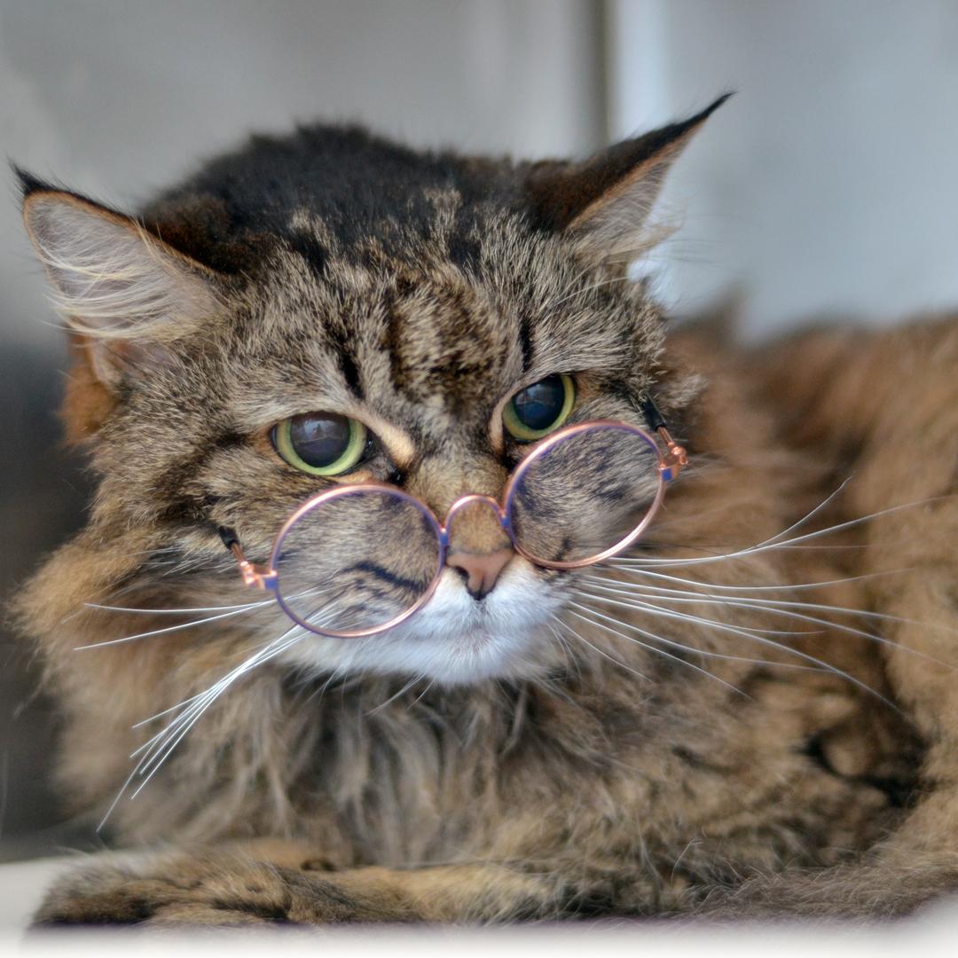 Enlarge Baby Girl, an adopted mixed breed in Sanford, FL image 2/3