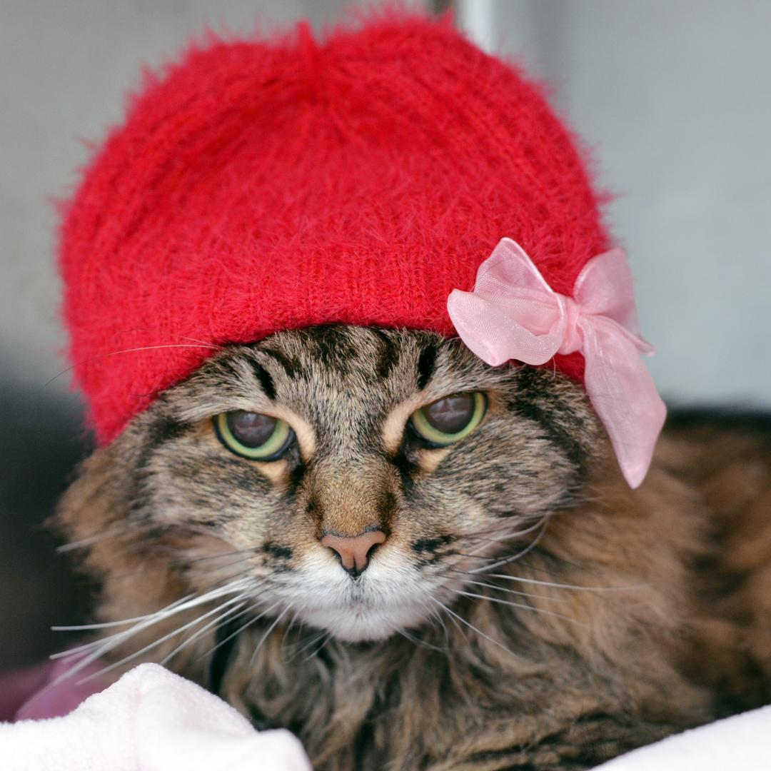 Baby Girl, adopted, Senior Female Domestic Medium Hair & Tabby.