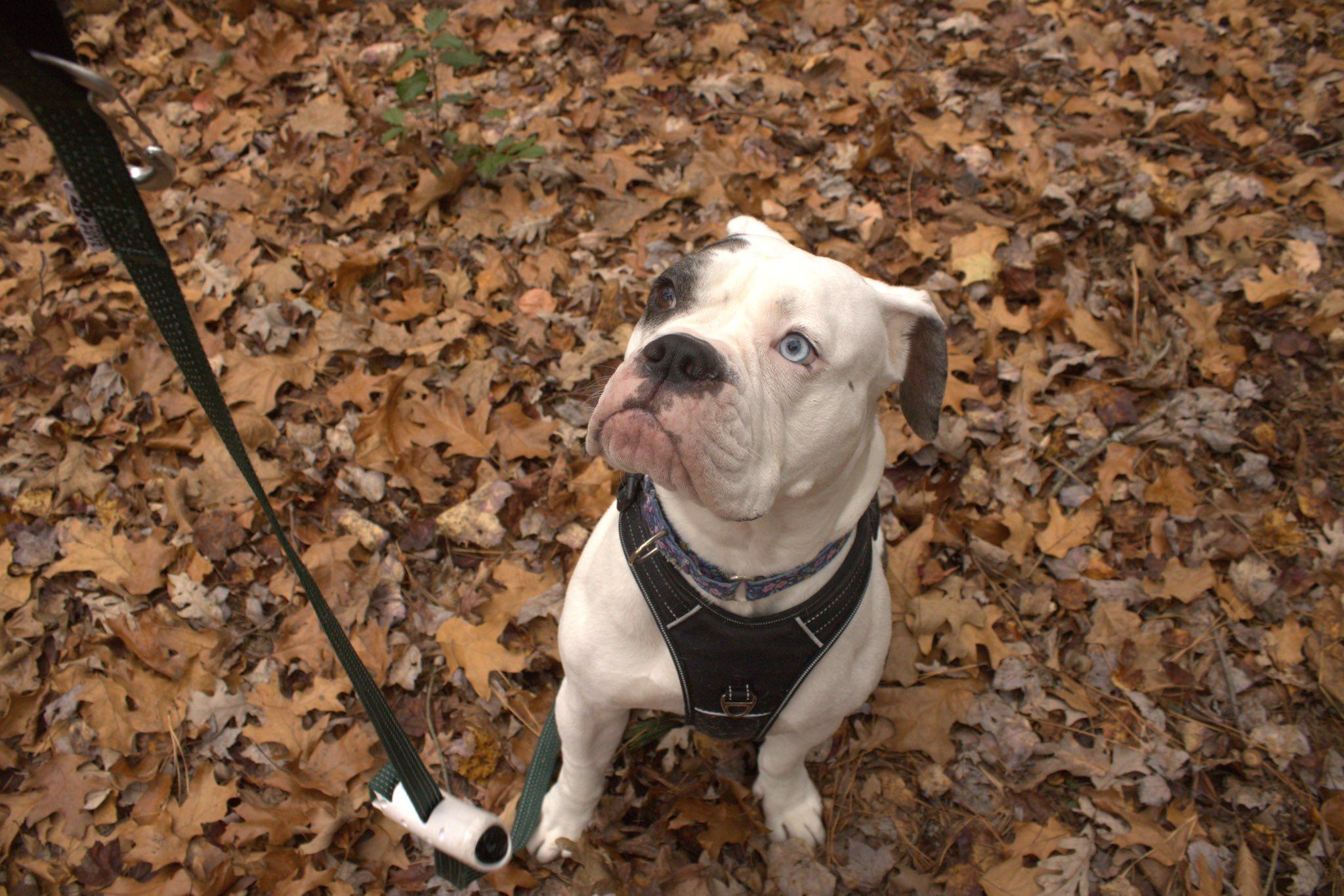 Paris, Adoptable, Young Female Pit Bull Terrier.