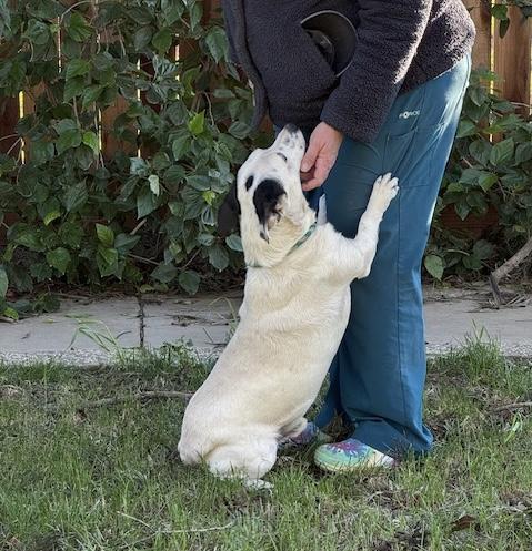 Enlarge Jerry, a ADOPTABLE mixed breed in Turlock, CA image 3/5