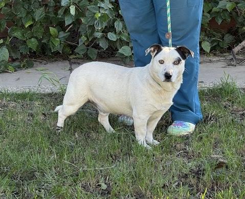 Enlarge Jerry, a ADOPTABLE mixed breed in Turlock, CA image 1/5