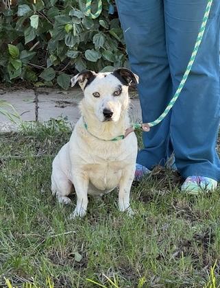 Enlarge Jerry, a ADOPTABLE mixed breed in Turlock, CA image 5/5