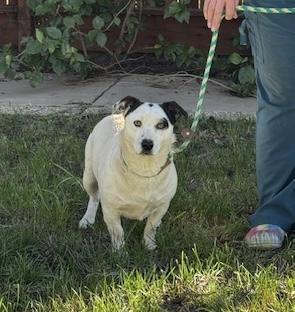 Enlarge Jerry, a ADOPTABLE mixed breed in Turlock, CA image 2/5