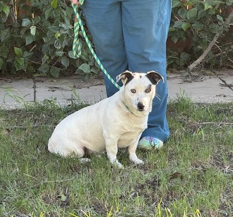 Enlarge Jerry, a ADOPTABLE mixed breed in Turlock, CA image 4/5
