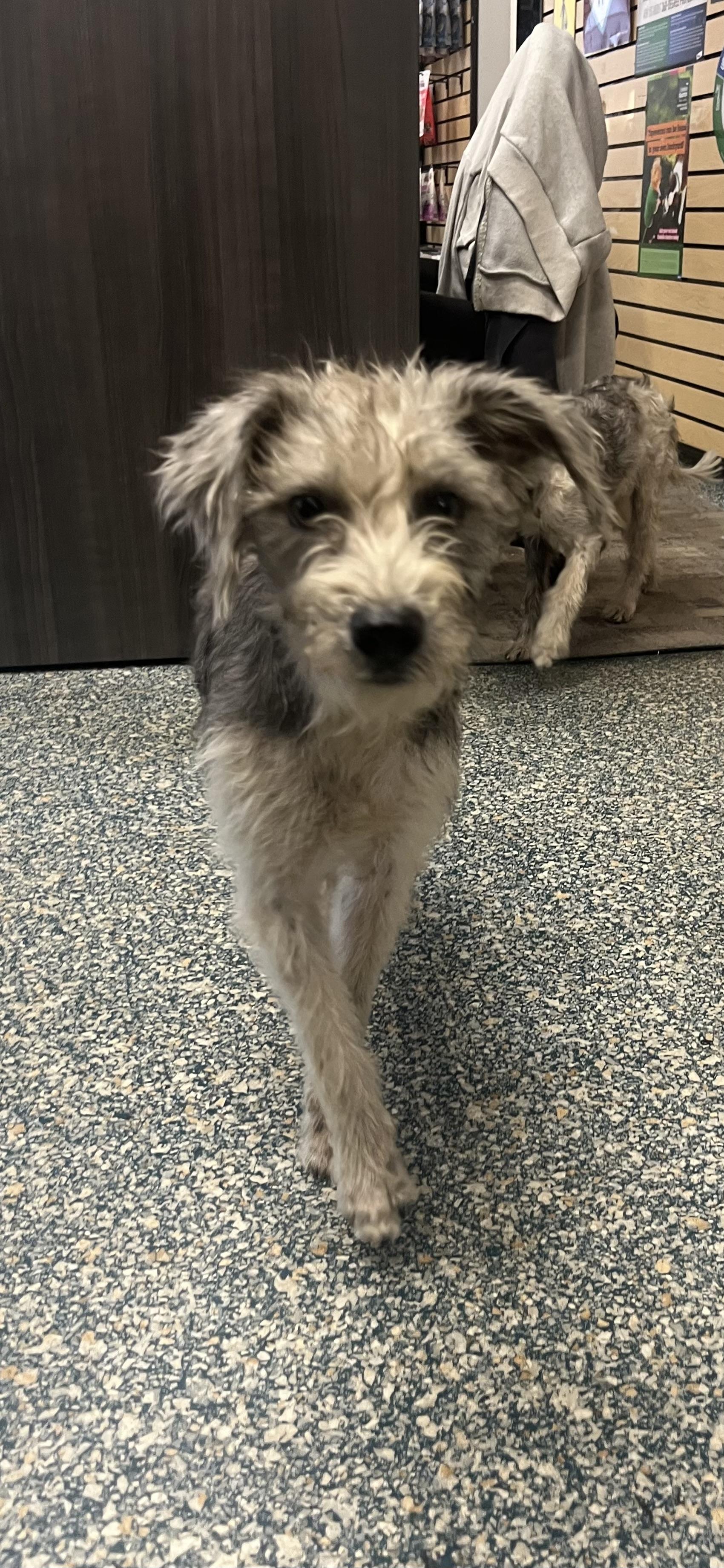 Enlarge Oscar, a Adopted mixed breed in Huntington Station, NY image 1/1