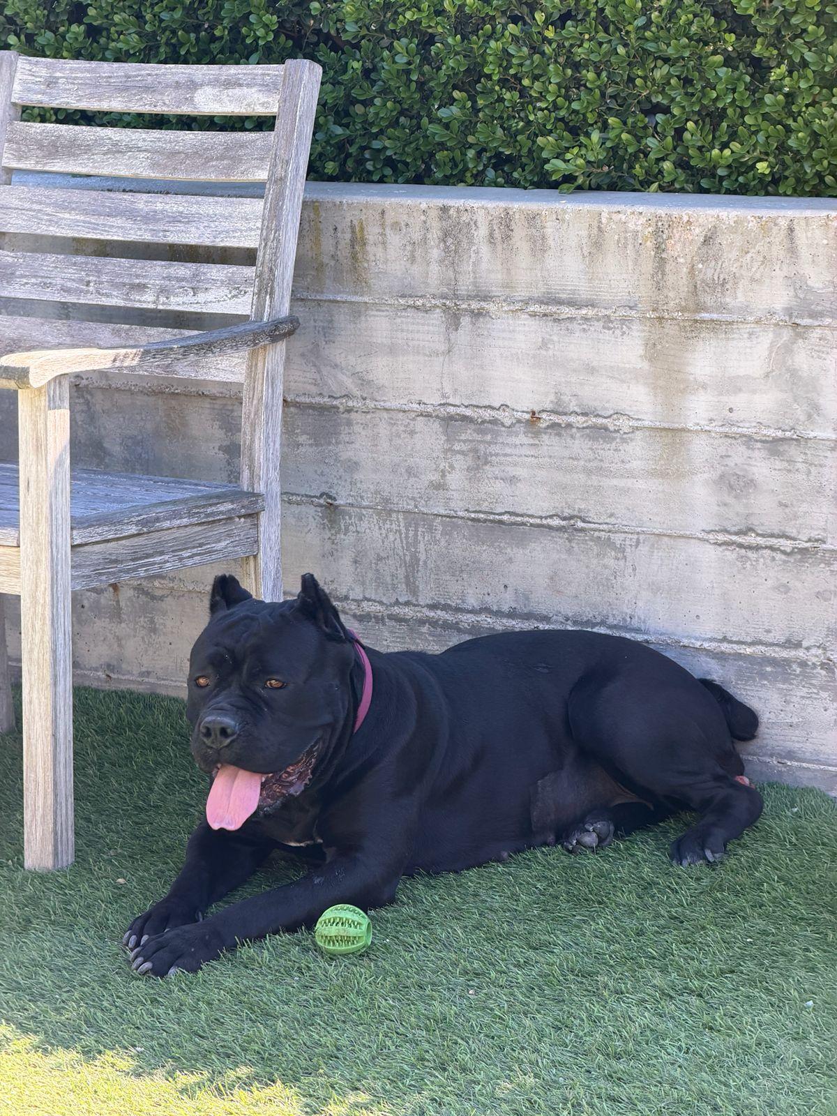 Enlarge Bernice, a ADOPTABLE Cane Corso in Los Angeles, CA image 4/6