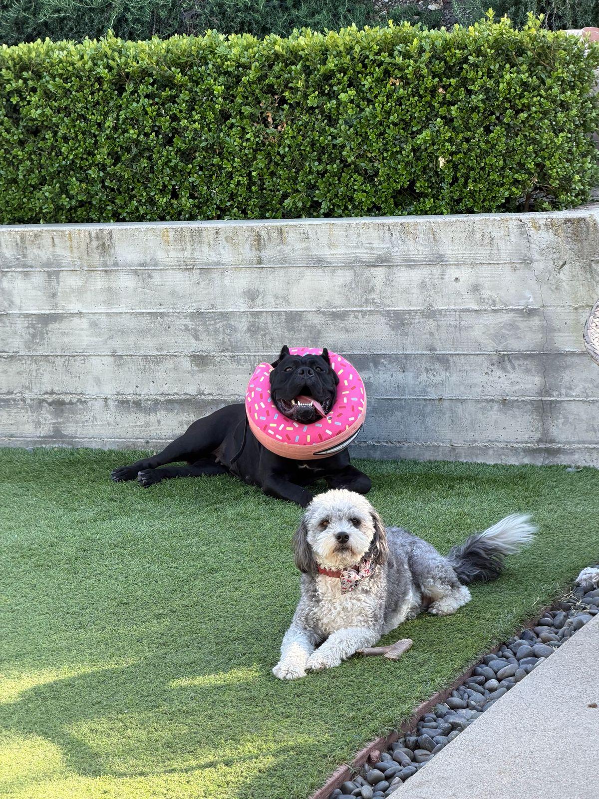 Enlarge Bernice, a ADOPTABLE Cane Corso in Los Angeles, CA image 3/6