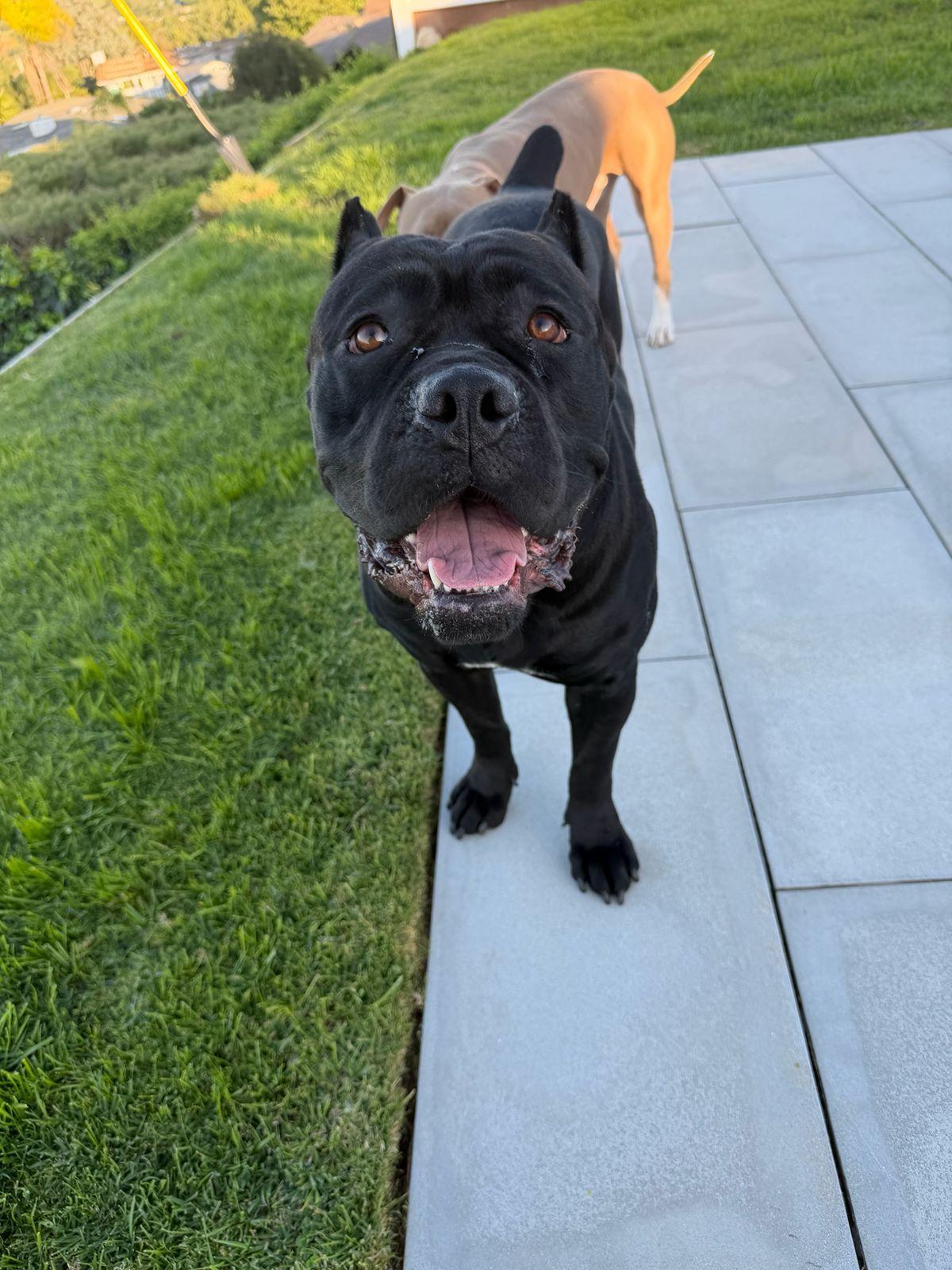 Enlarge Bernice, a ADOPTABLE Cane Corso in Los Angeles, CA image 5/6