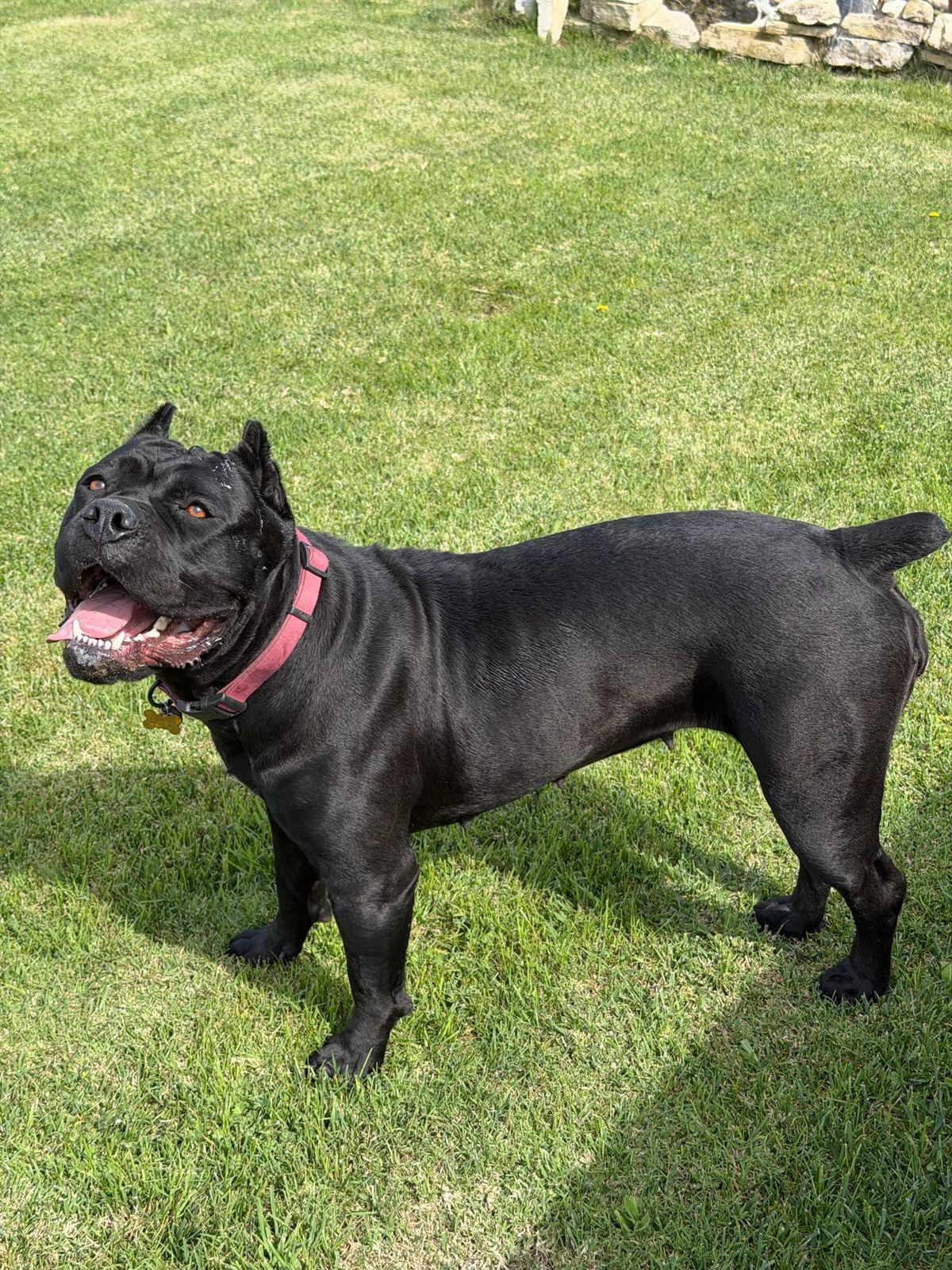 Enlarge Bernice, a ADOPTABLE Cane Corso in Los Angeles, CA image 1/6