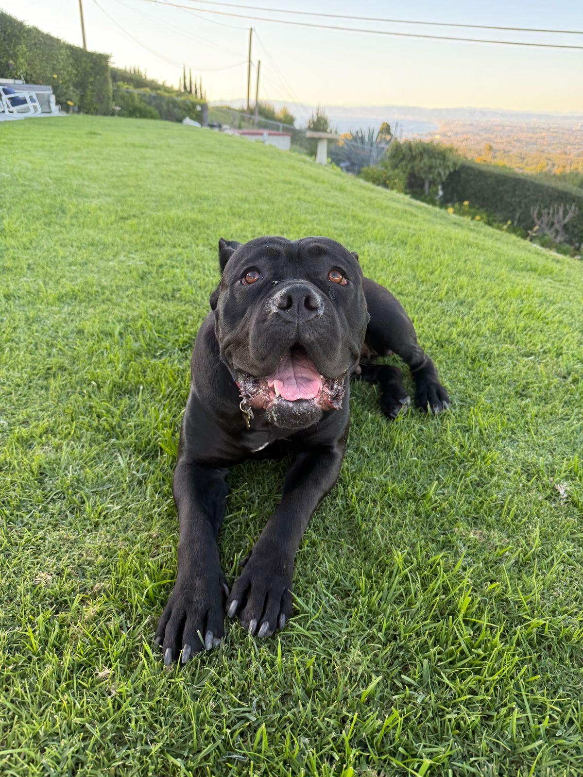Enlarge Bernice, a ADOPTABLE Cane Corso in Los Angeles, CA image 2/6