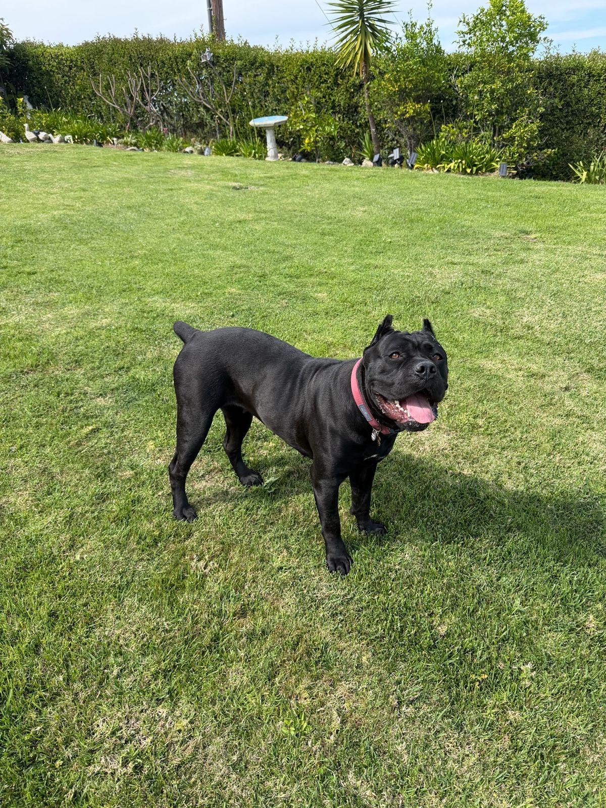 Enlarge Bernice, a ADOPTABLE Cane Corso in Los Angeles, CA image 6/6