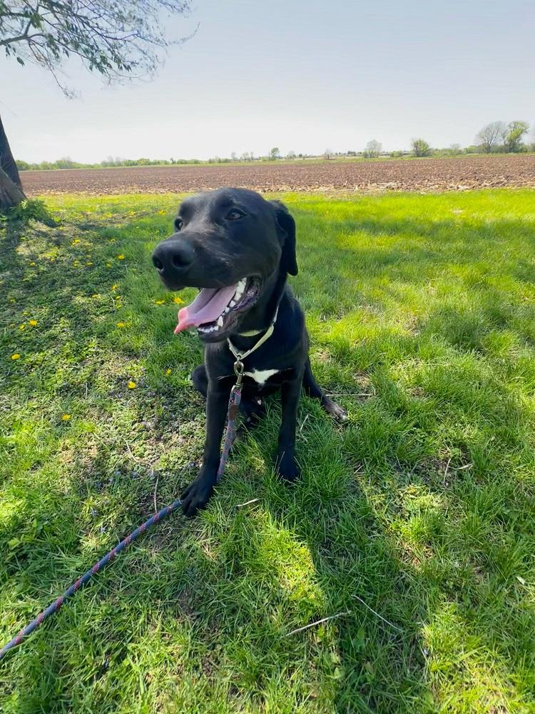 Denver, ADOPTABLE, Young Male Black Labrador Retriever.