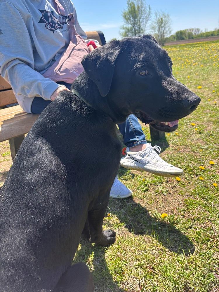 Enlarge Denver, a ADOPTABLE mixed breed in Mason City, IA image 2/2