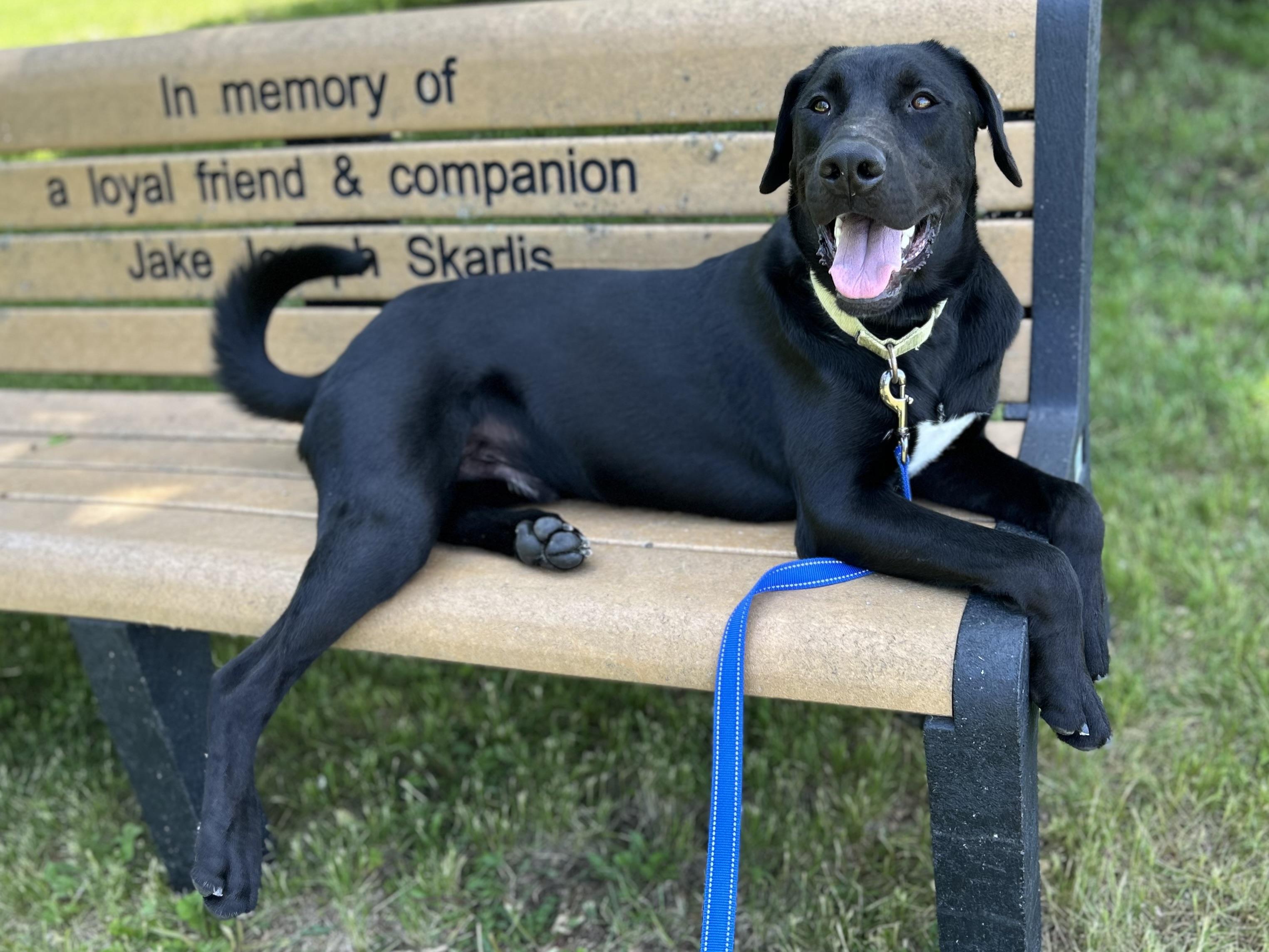 Denver, a ADOPTABLE mixed breed in Mason City, IA image 2/4