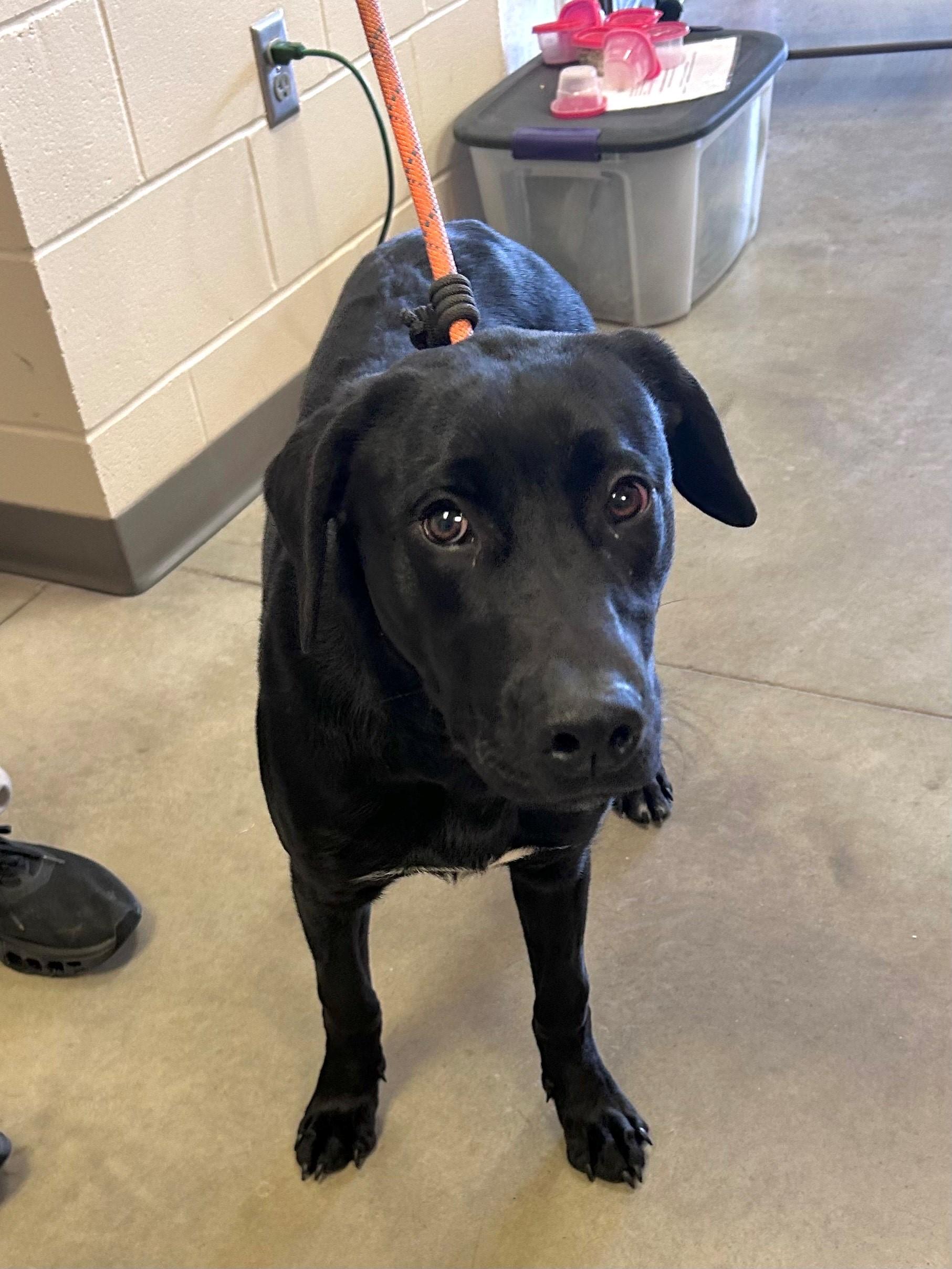 Enlarge Denver, a ADOPTABLE mixed breed in Mason City, IA image 1/1