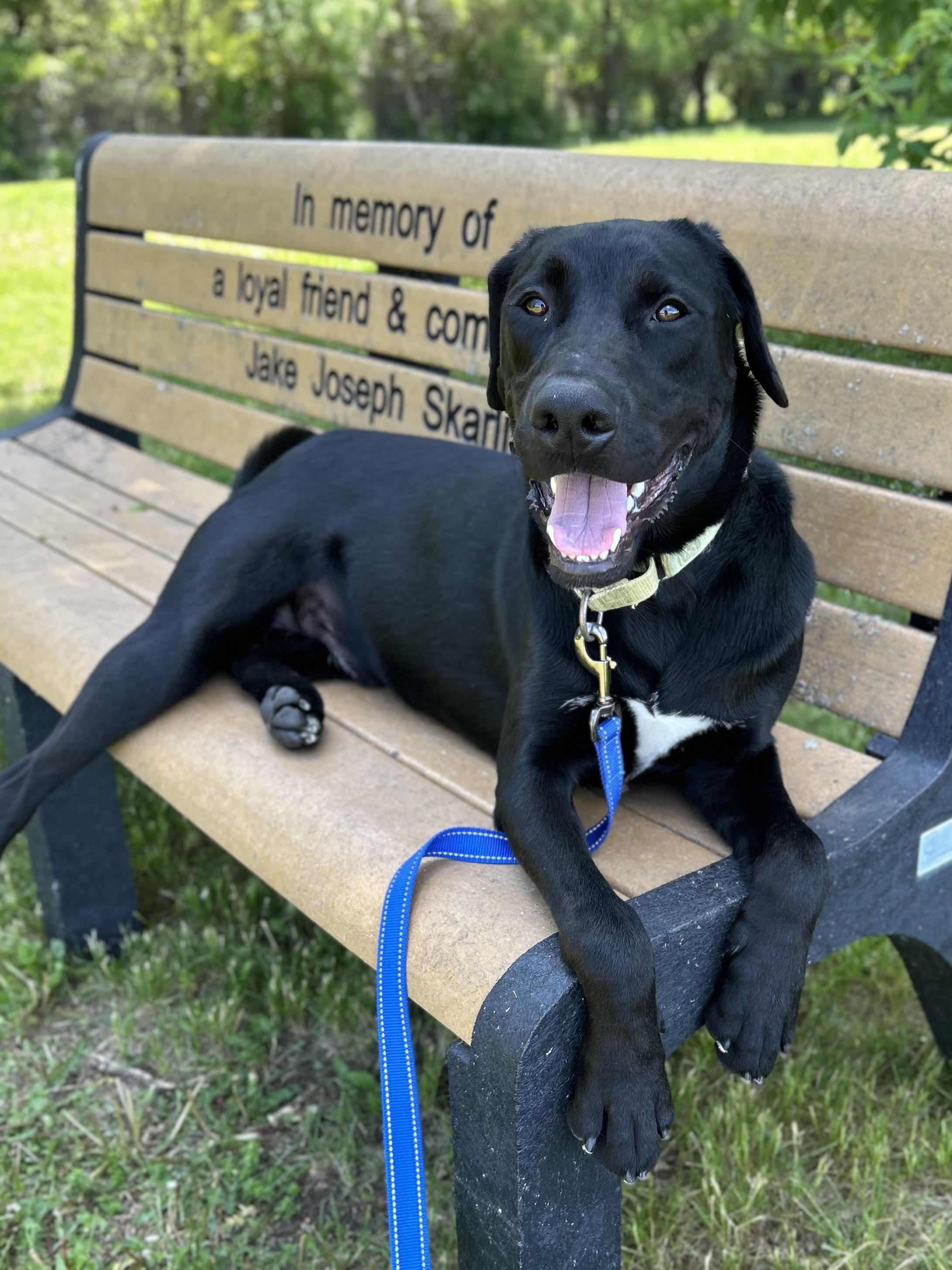 Denver, ADOPTABLE, Young Male Black Labrador Retriever.