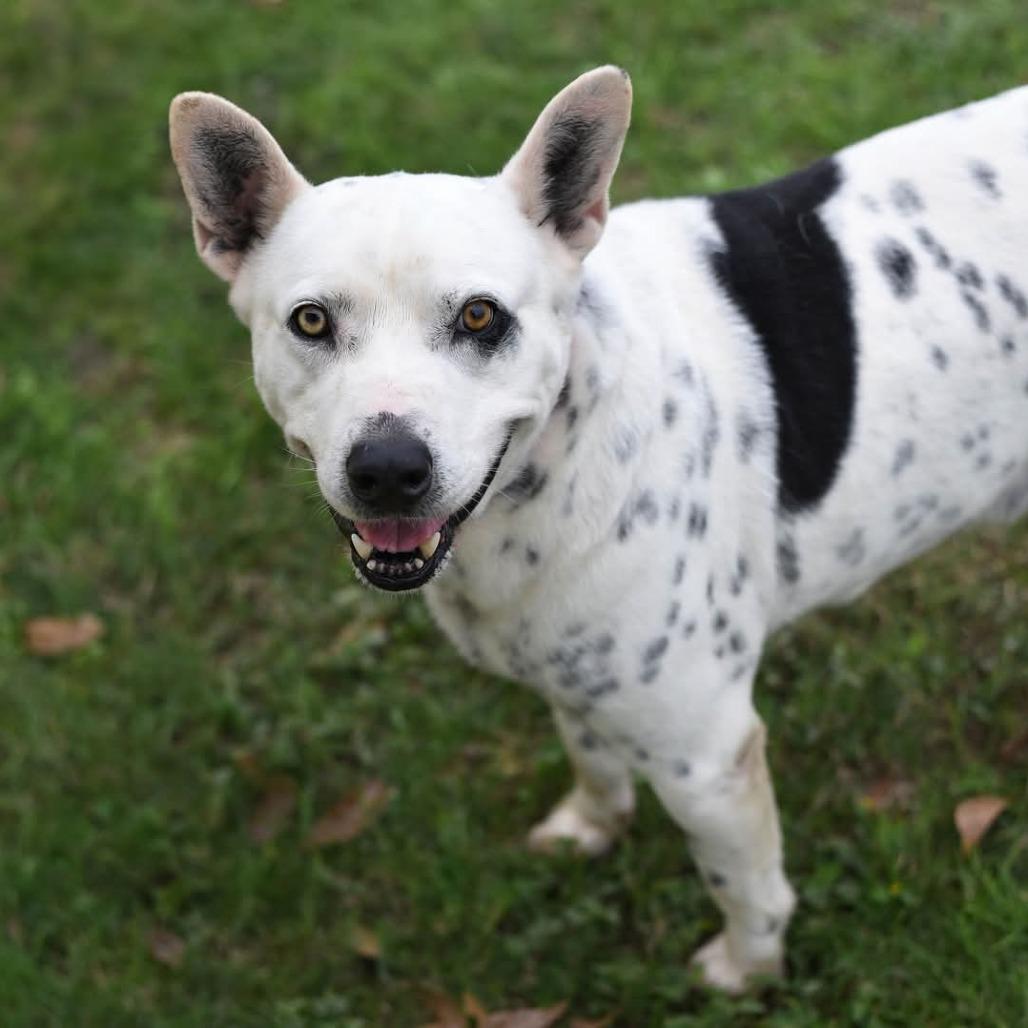 Harley JuM, Adult Male American Staffordshire Terrier