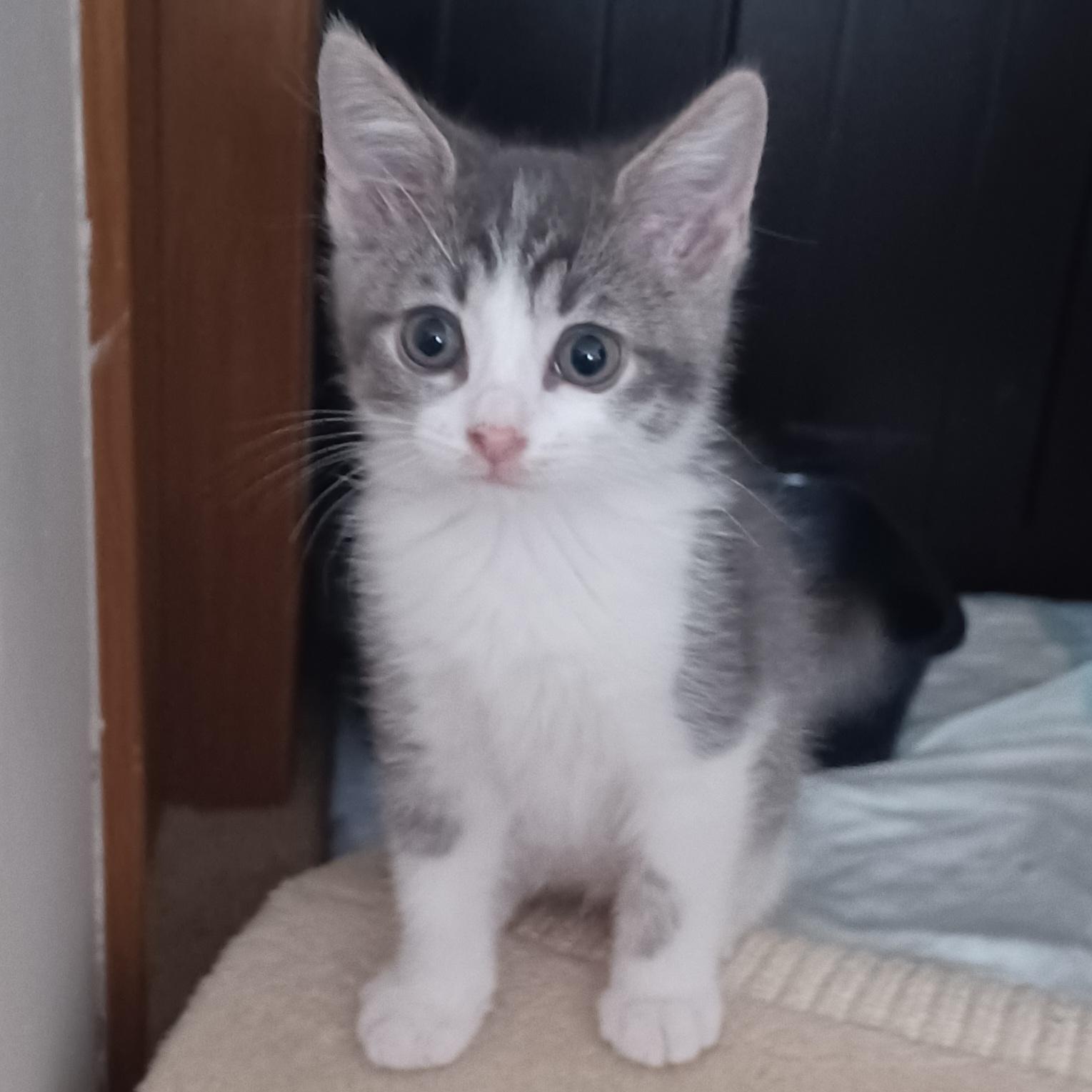 Rocky, Adoptable, Kitten Male Domestic Short Hair & Tabby.