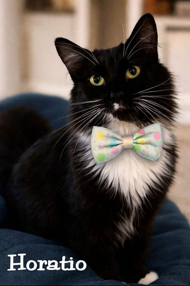 Horatio, Adoptable, Adult Male Domestic Long Hair.