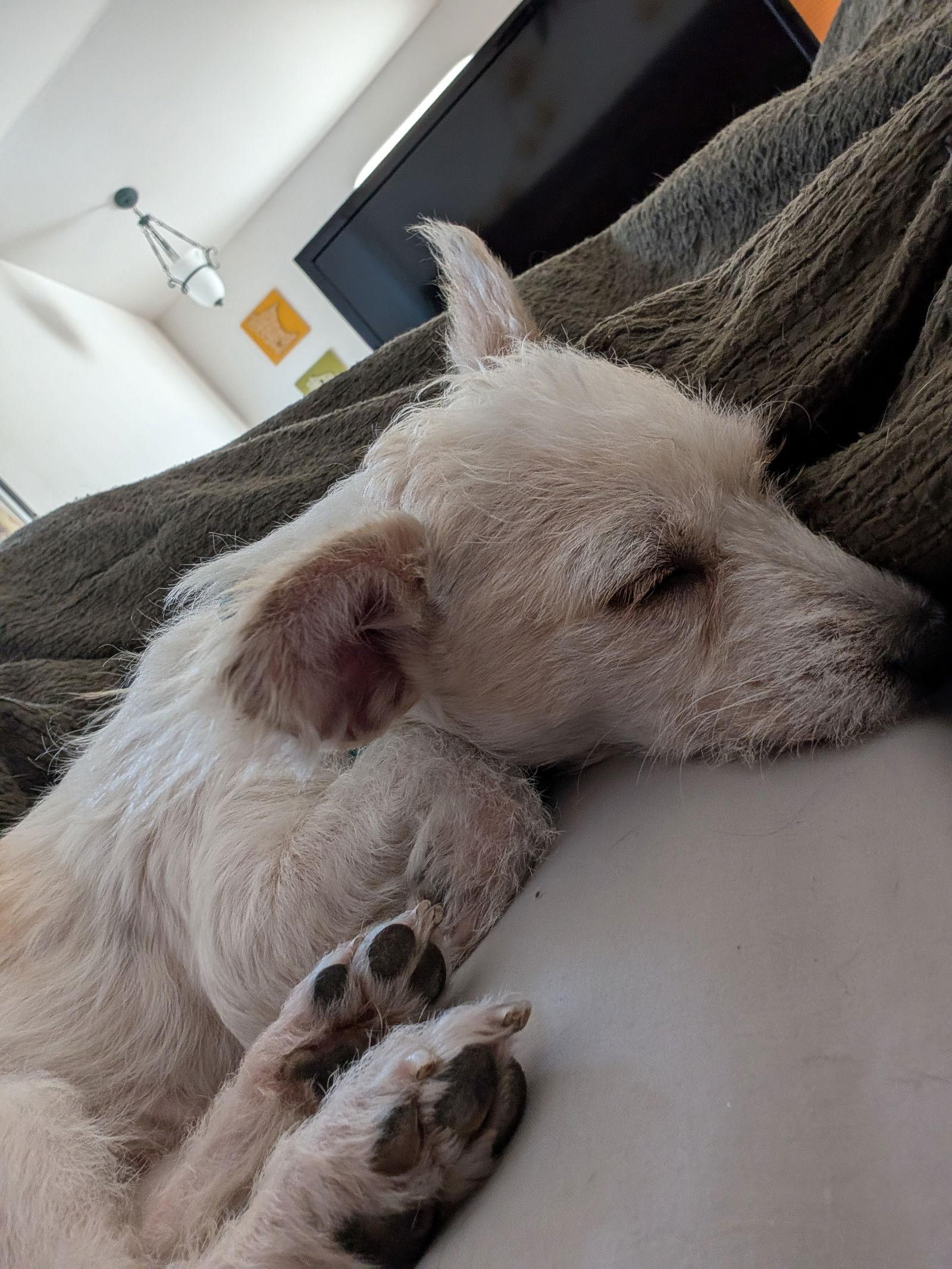 Tinker, Adoptable, Young Female Terrier & Chihuahua.