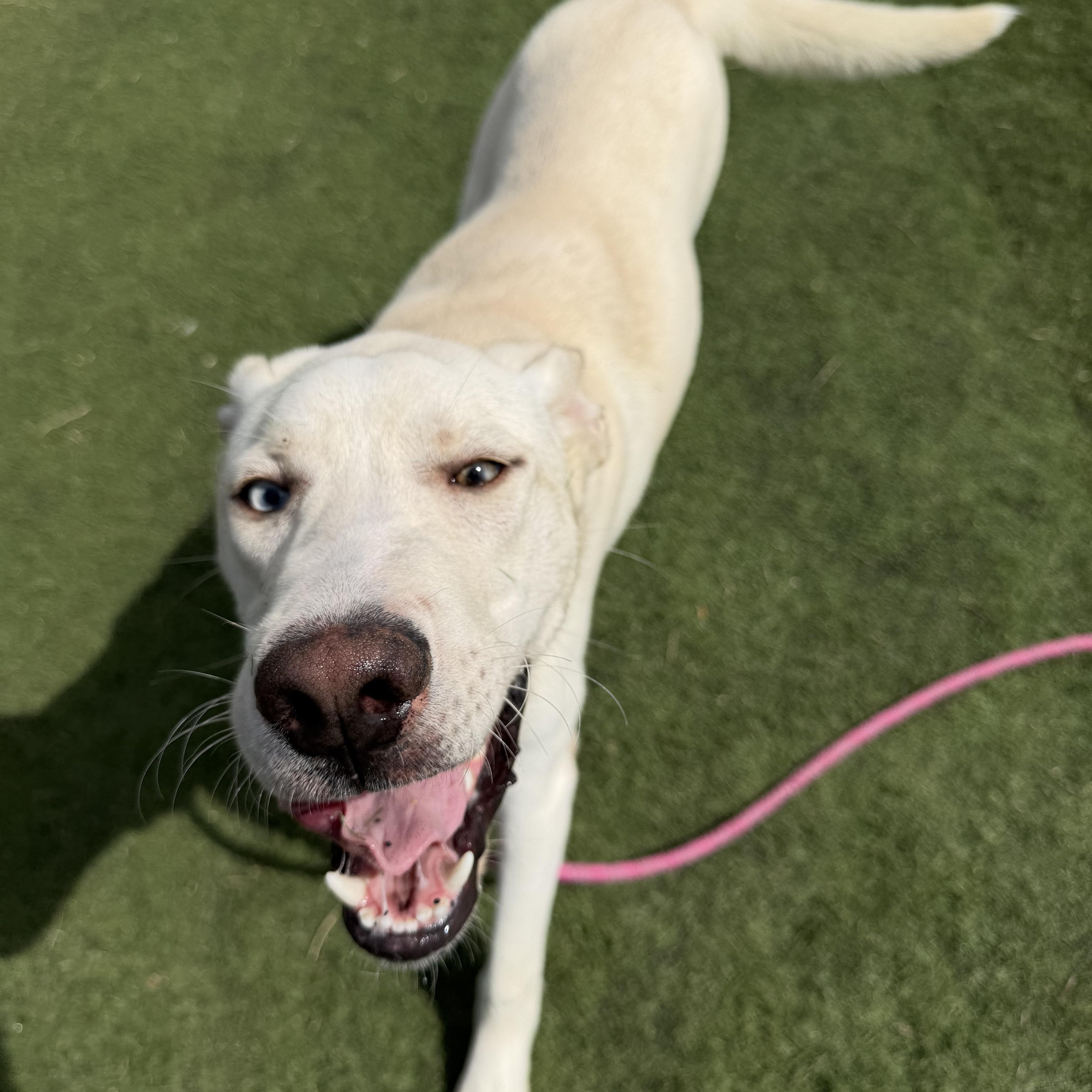 Enlarge Hank , a ADOPTABLE mixed breed in Albemarle, NC image 2/4