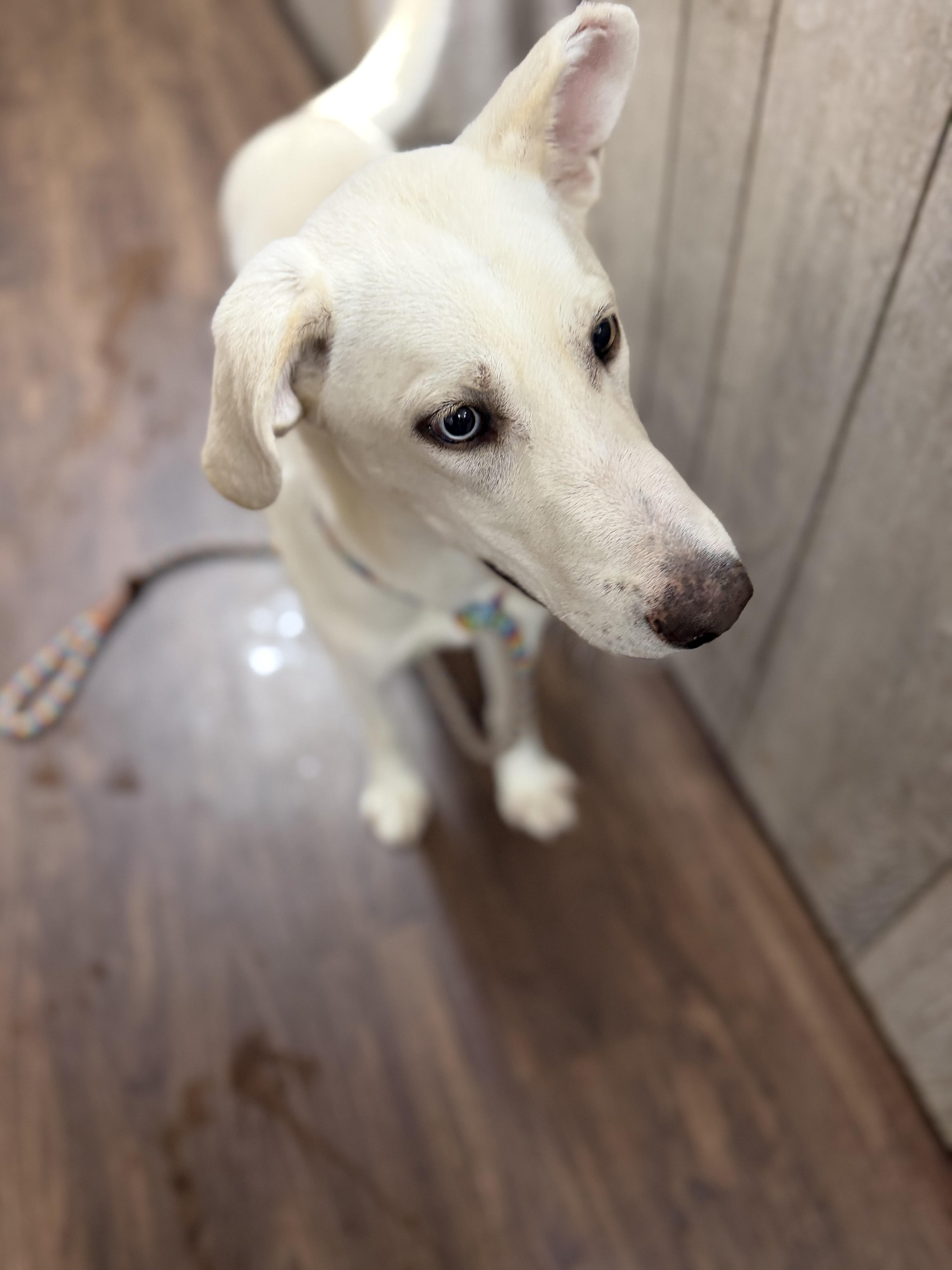 Enlarge Hank , a ADOPTABLE mixed breed in Albemarle, NC image 4/4