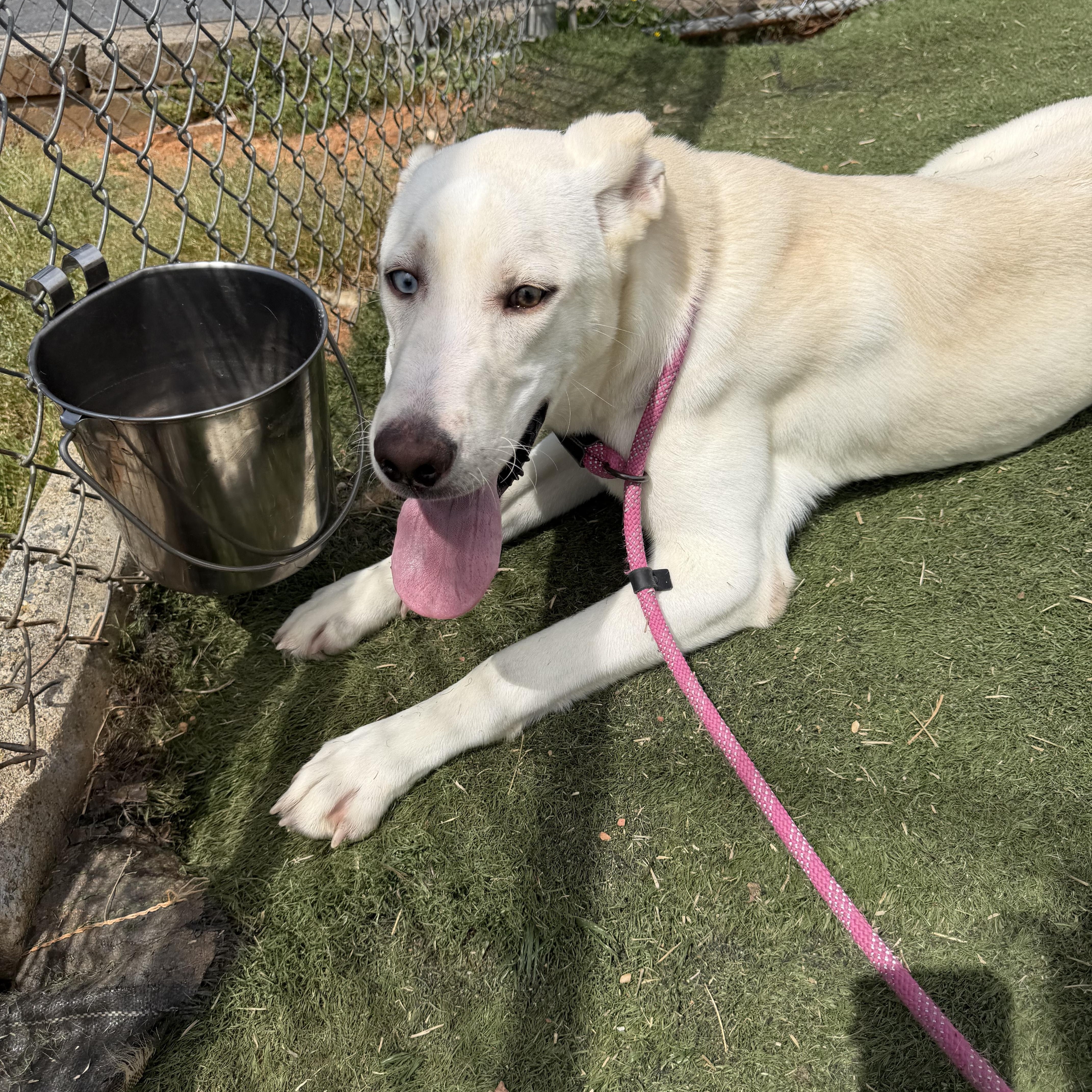 Hank , ADOPTABLE, Young Male Husky.