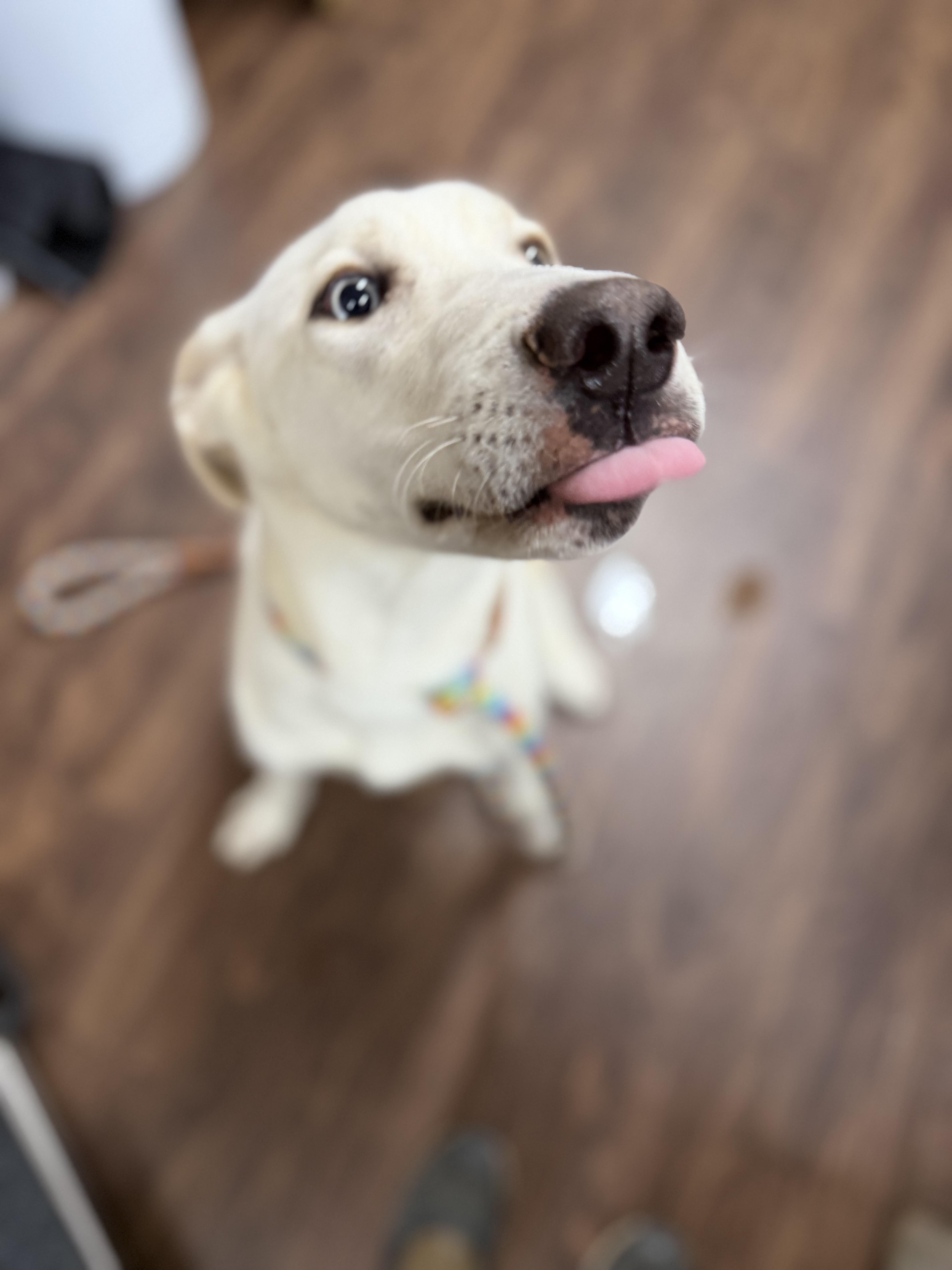 Enlarge Hank , a ADOPTABLE mixed breed in Albemarle, NC image 3/4