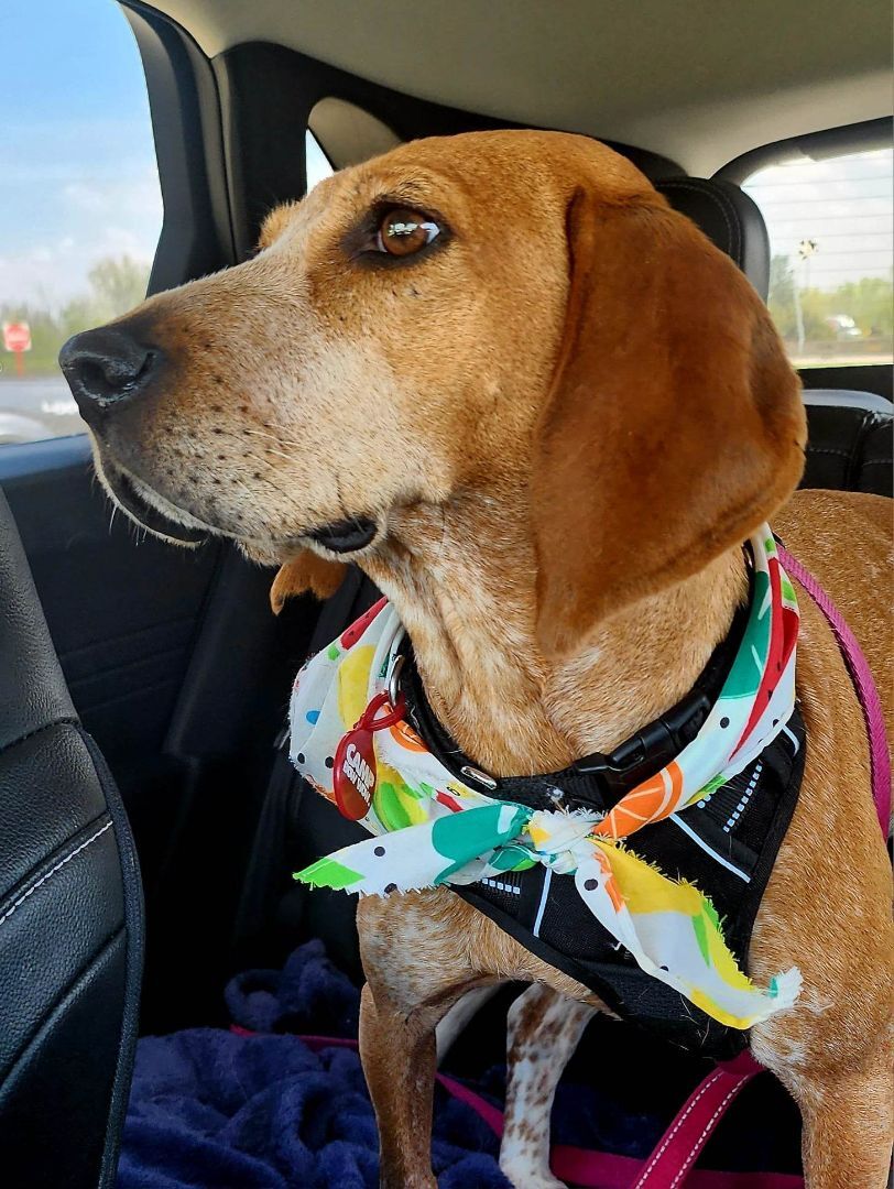 Thelma & Louise, Adopted, Adult Female Beagle.