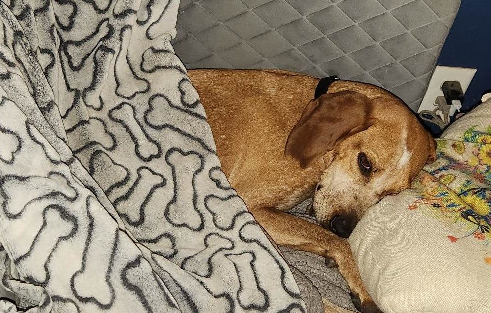 Enlarge Thelma & Louise, a Adopted Beagle in Columbia City, IN image 2/6