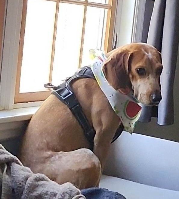 Enlarge Thelma & Louise, a Adopted Beagle in Columbia City, IN image 5/6