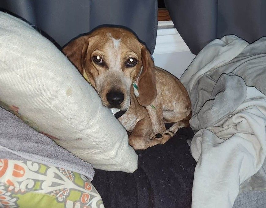 Enlarge Thelma & Louise, a Adopted Beagle in Columbia City, IN image 6/6