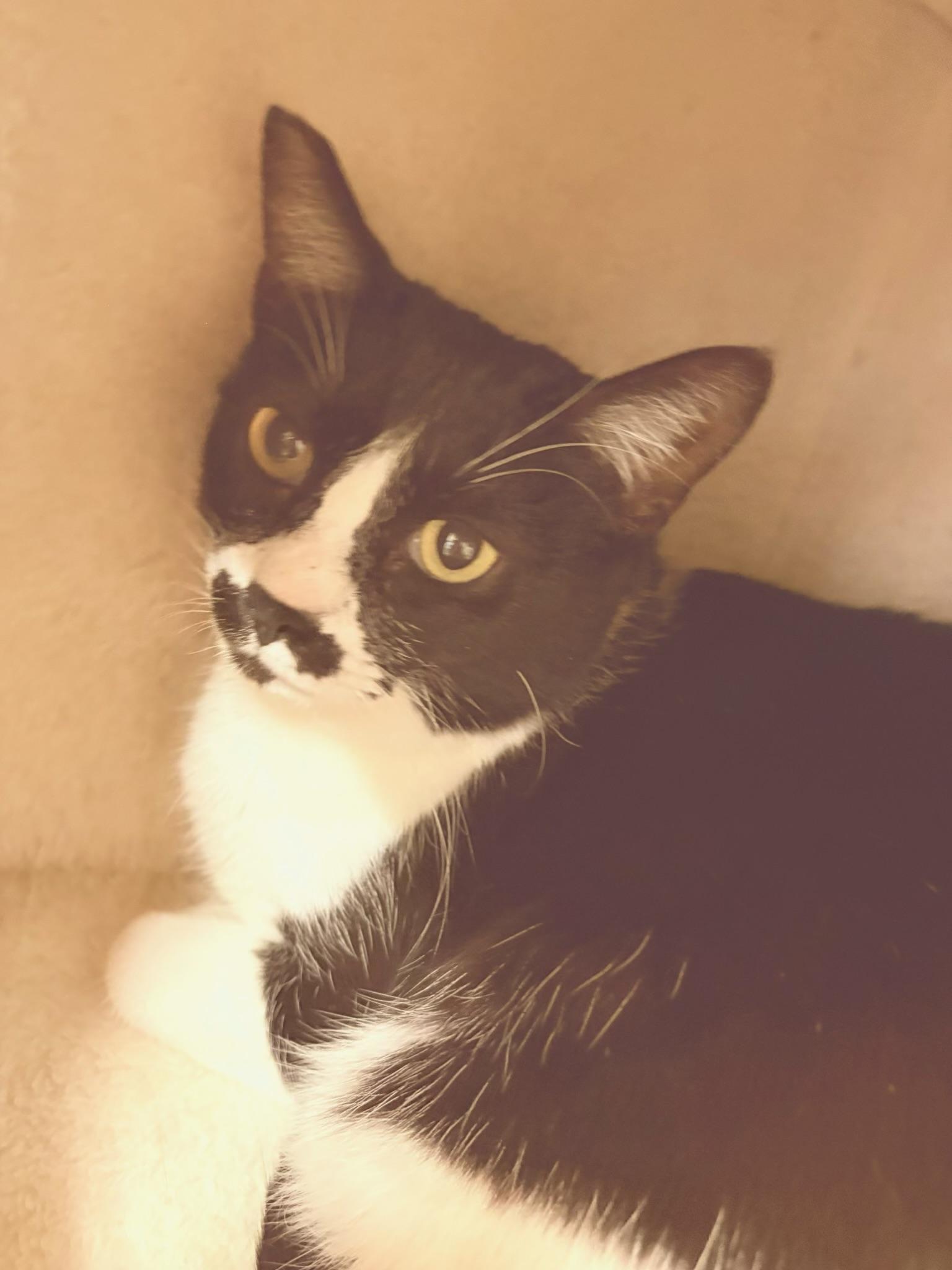 FRIDA, ADOPTABLE, Adult Female Domestic Short Hair.