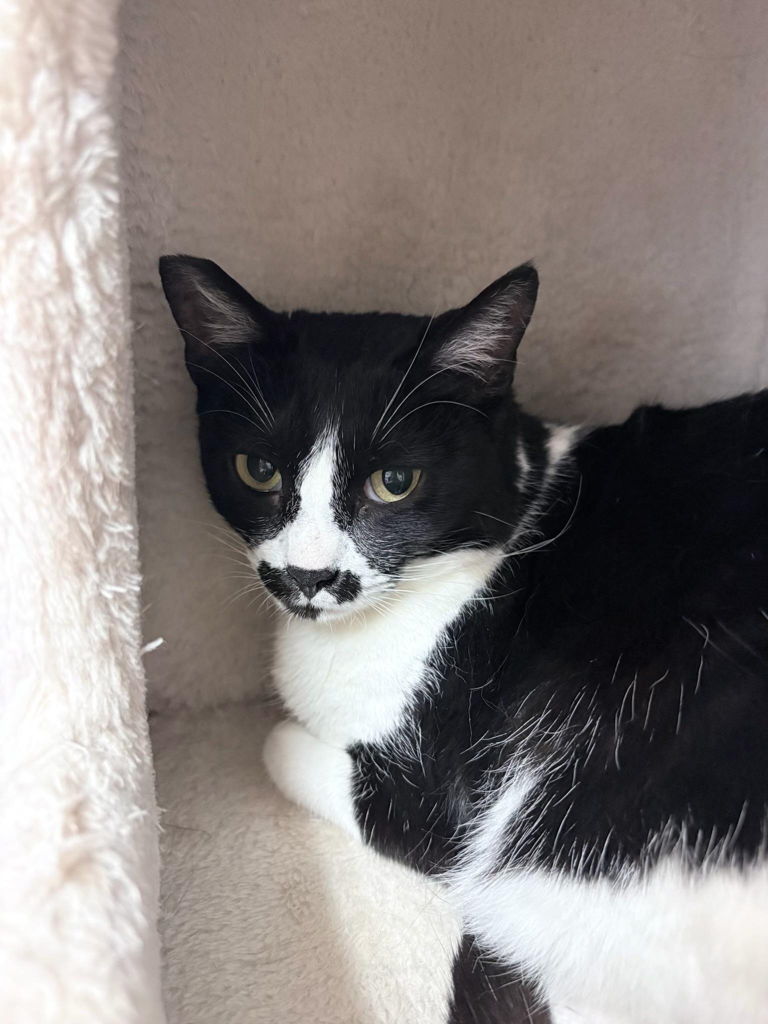 FRIDA, a ADOPTABLE Domestic Short Hair in Joshua Tree, CA image 3/3