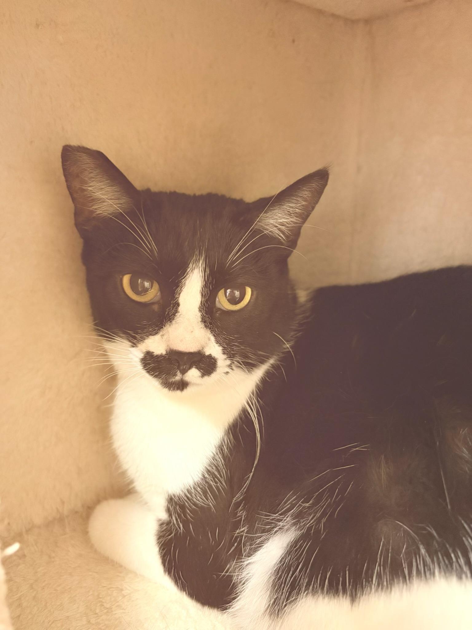 FRIDA, a ADOPTABLE Domestic Short Hair in Joshua Tree, CA image 2/3