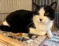 Enlarge Panda, a Adoptable Tuxedo in Lead, SD image 3/4