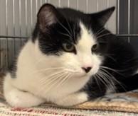 Enlarge Panda, a Adoptable Tuxedo in Lead, SD image 2/4