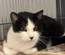 Enlarge Panda, a Adoptable Tuxedo in Lead, SD image 4/4