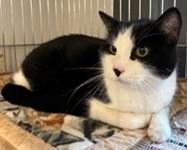 Panda, Adoptable, Adult Male Tuxedo.