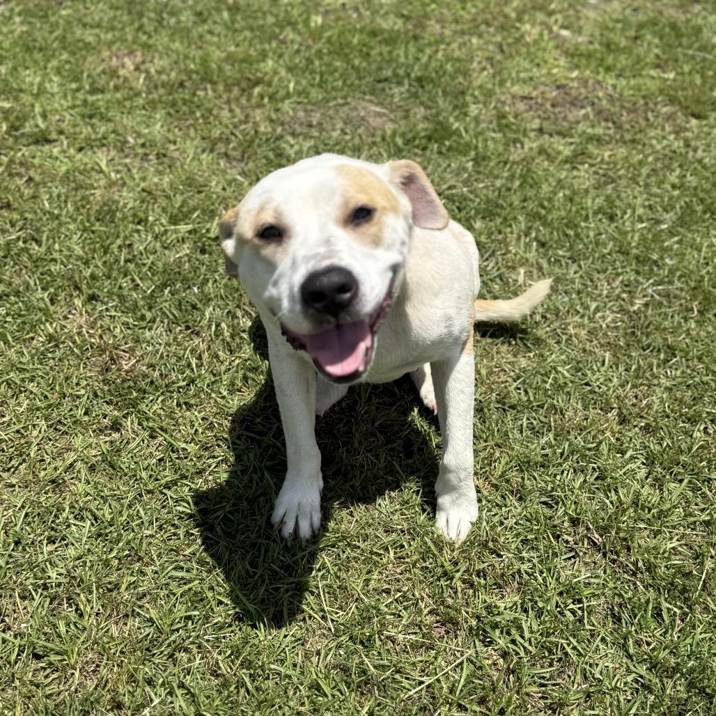 Rubble, an adoptable Mixed Breed in Ludowici, GA_image-1