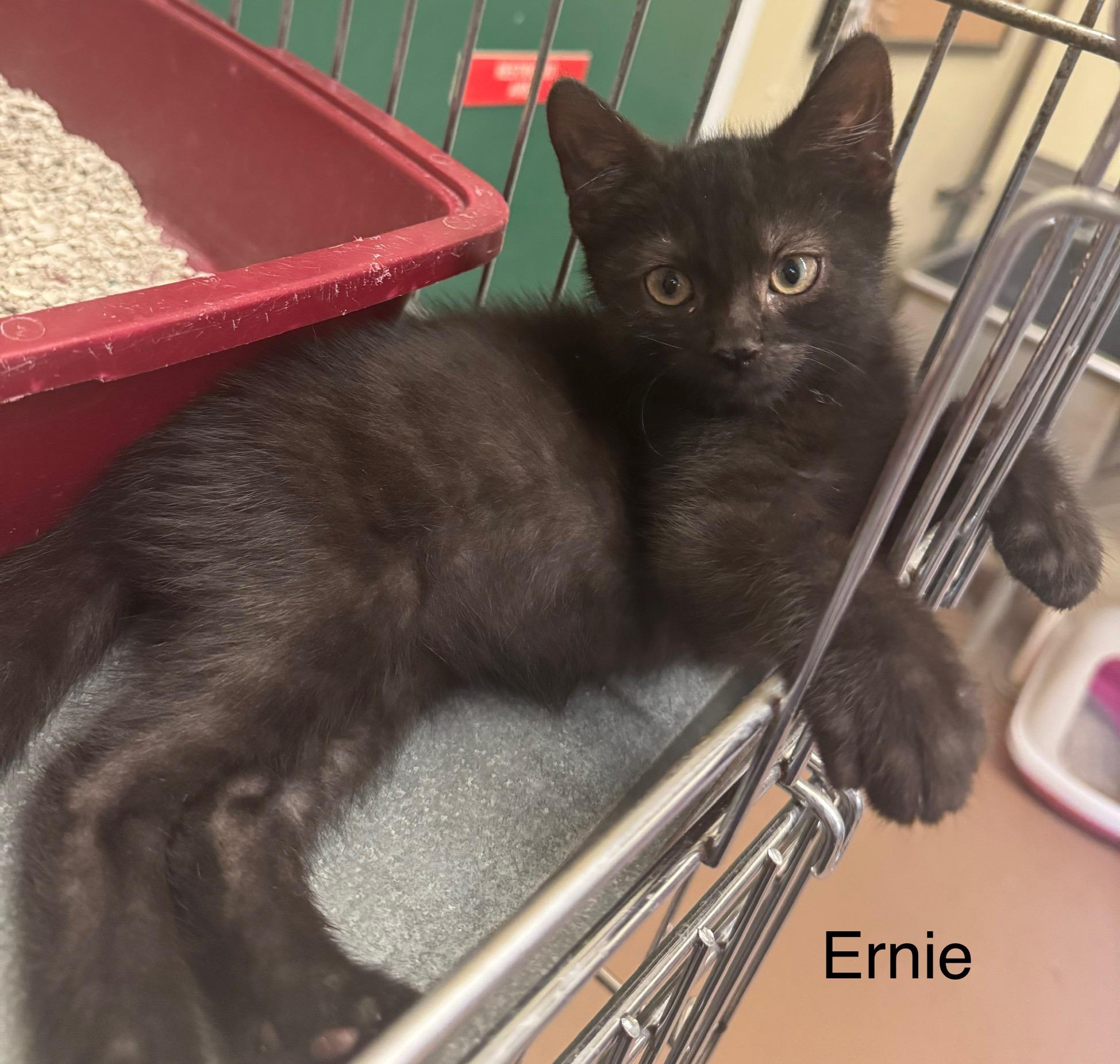 Ernie, Adoptable, Kitten Male Domestic Long Hair.