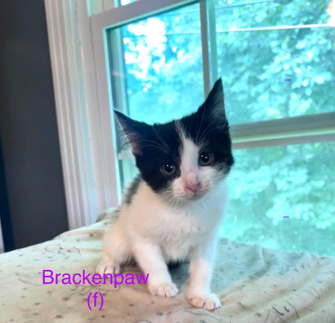 Brackenpaw SKS, Baby Female Domestic Short Hair