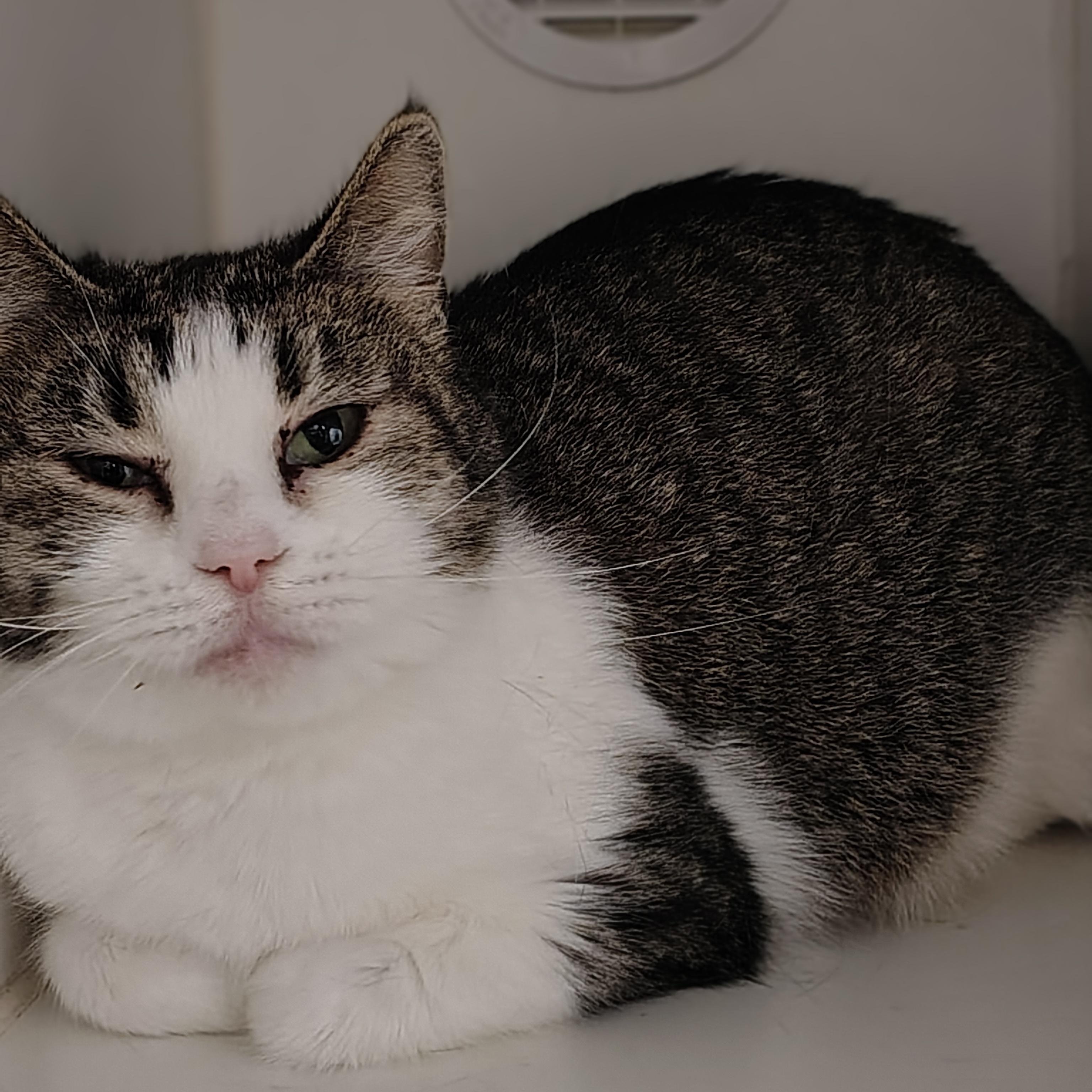 Myrtle, a ADOPTABLE Domestic Short Hair in Hillsboro, MO image 2/2