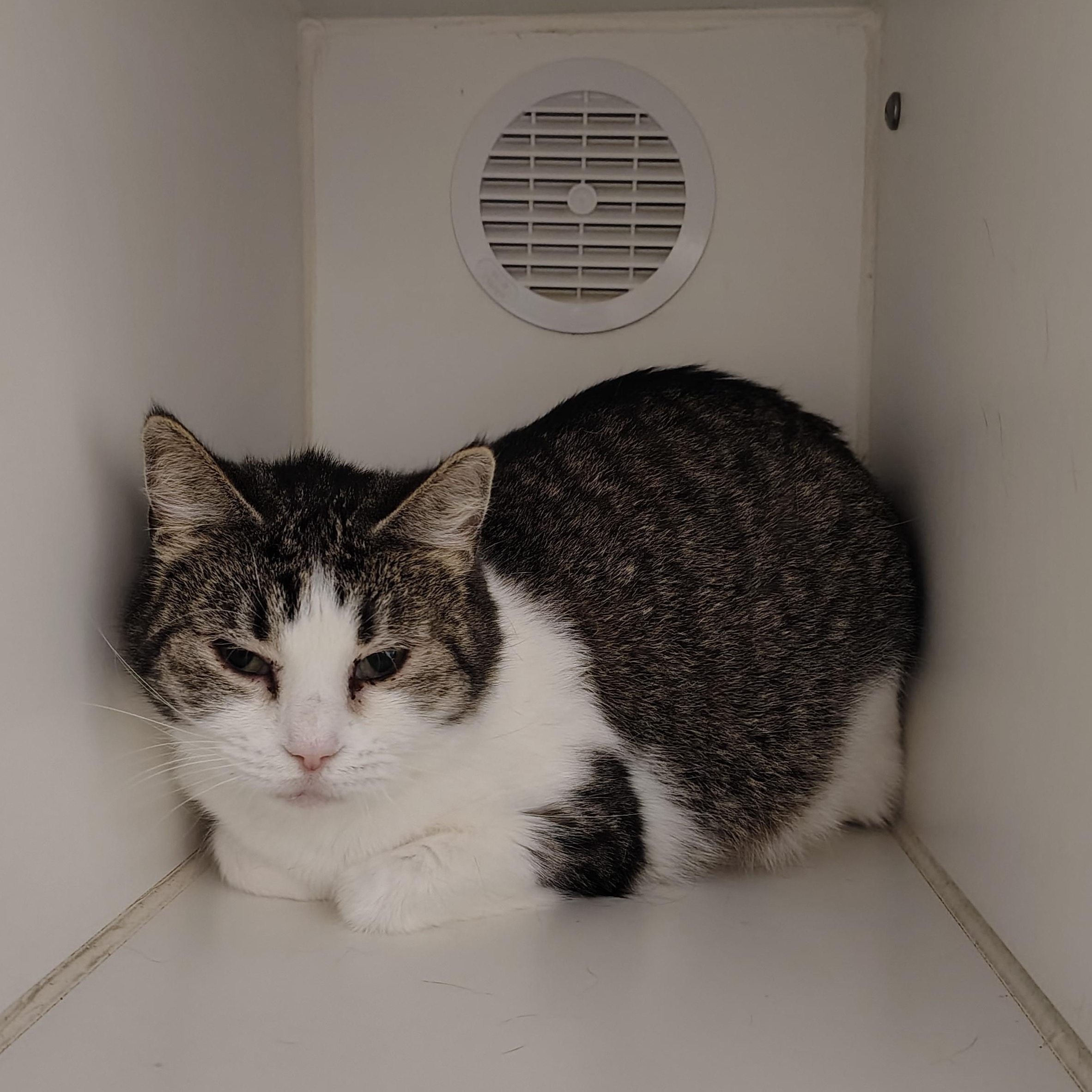 Myrtle, ADOPTABLE, Adult Female Domestic Short Hair.