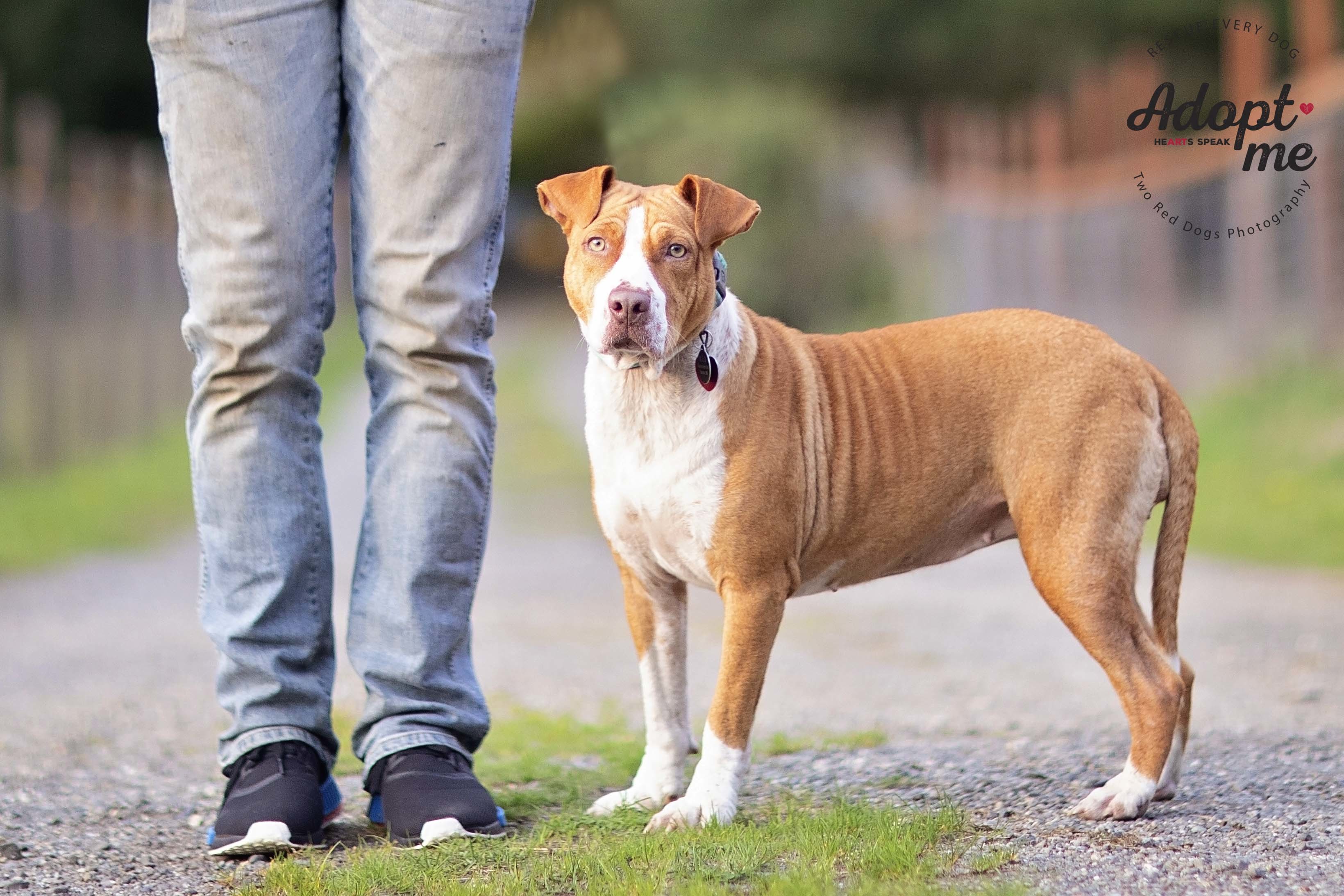 Bella, Adoptable, Adult Female Staffordshire Bull Terrier & Pit Bull Terrier.