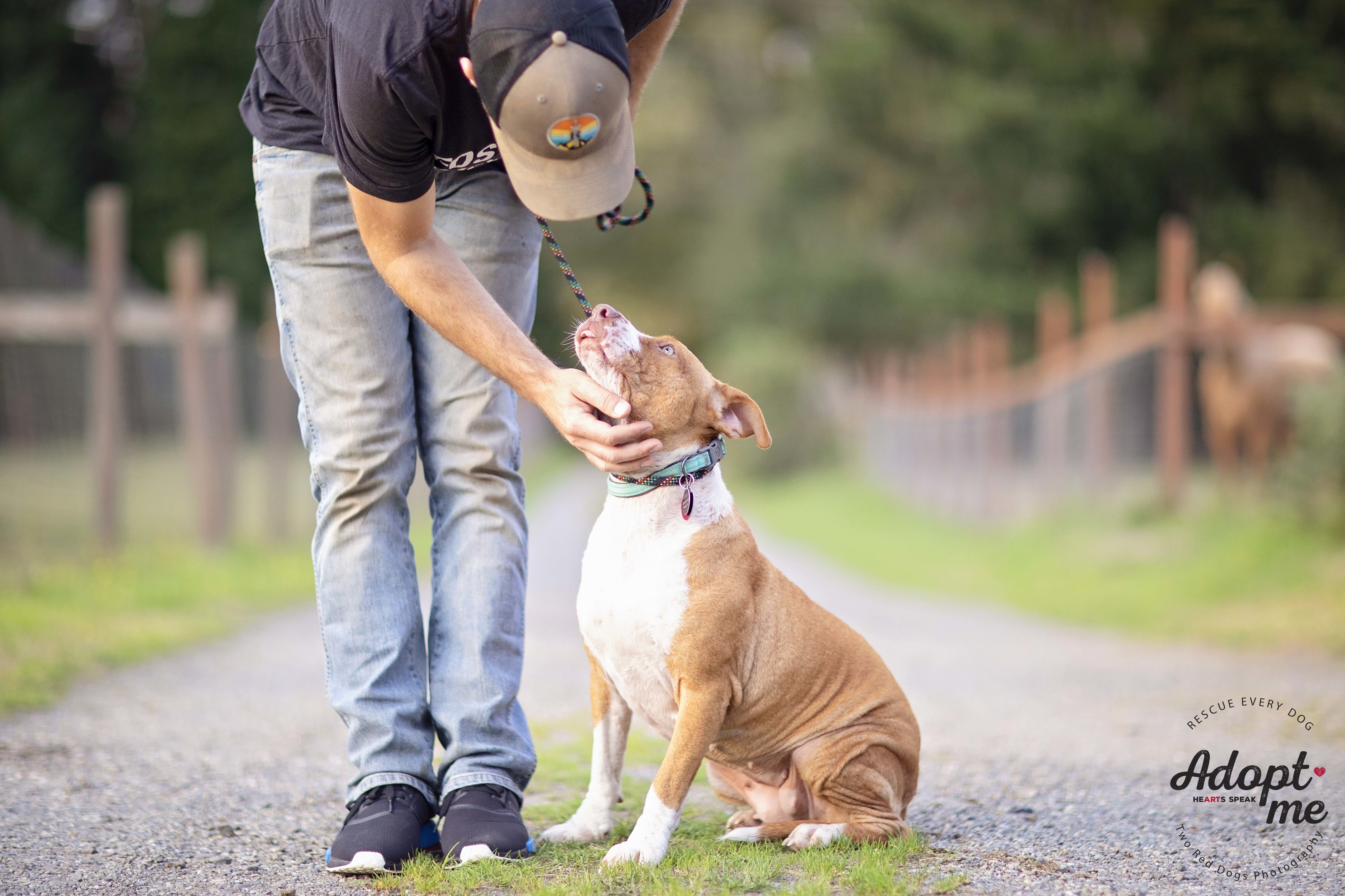 Enlarge Bella, a Adoptable mixed breed in Seattle, WA image 2/11