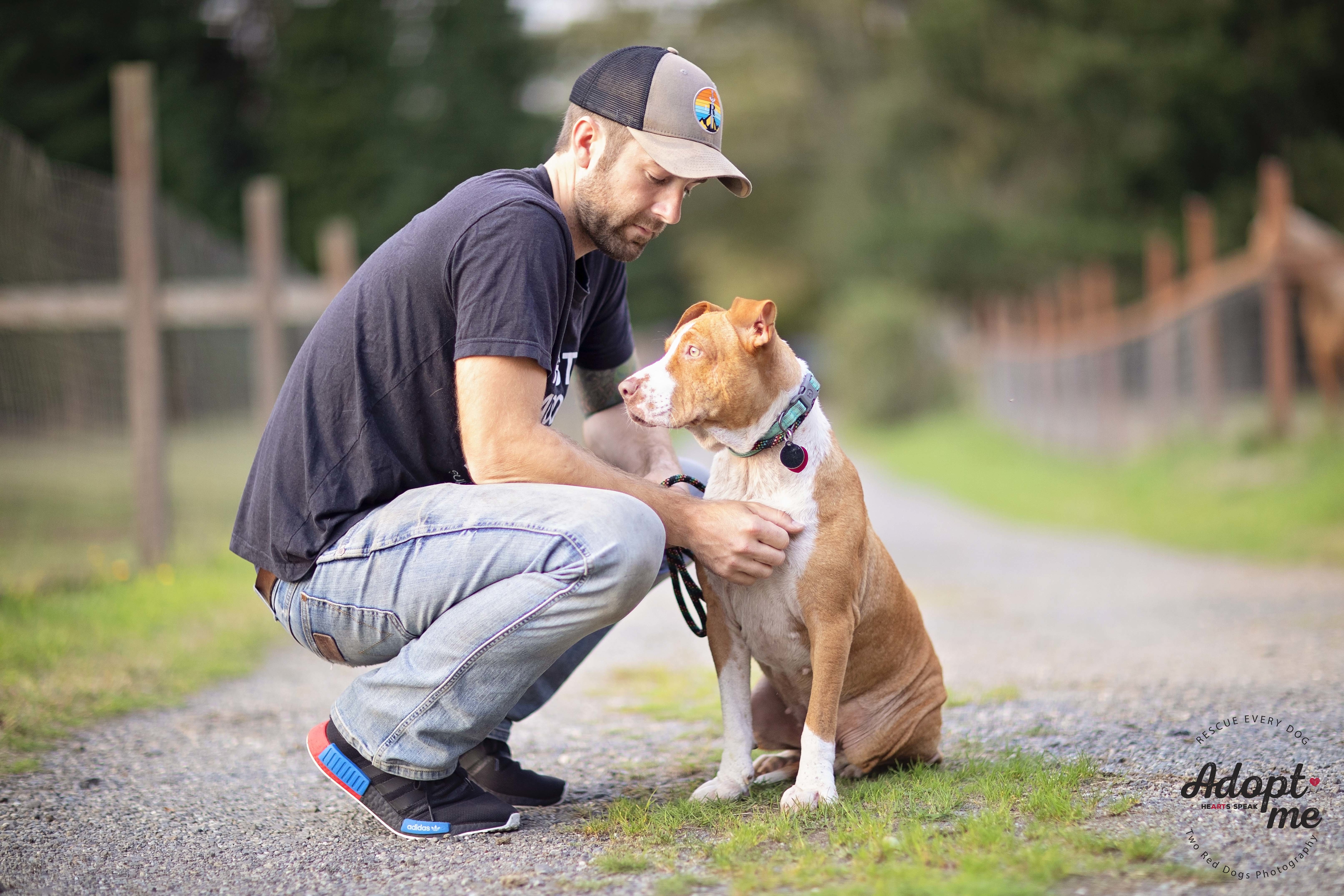 Enlarge Bella, a Adoptable mixed breed in Seattle, WA image 4/11
