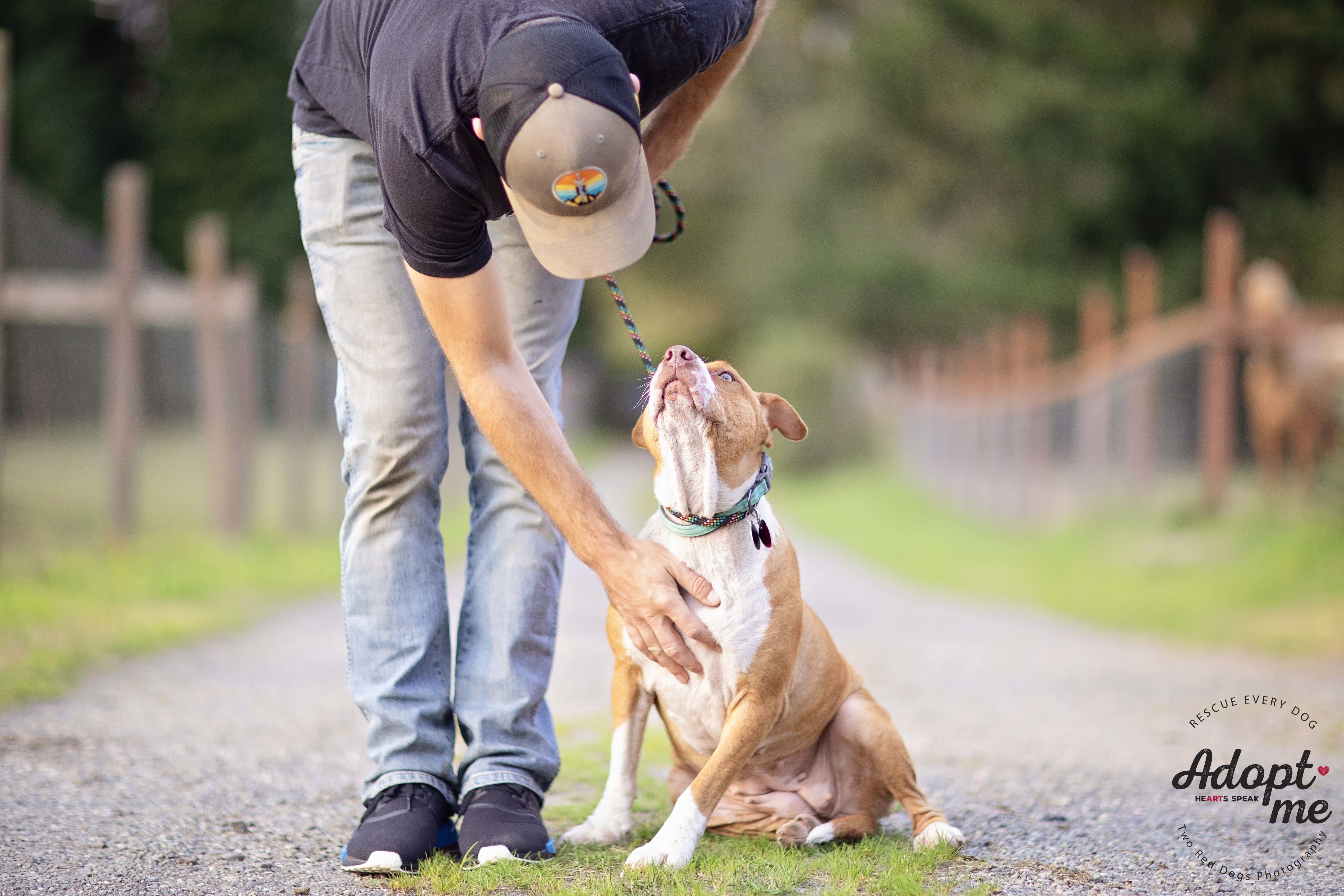 Enlarge Bella, a Adoptable mixed breed in Seattle, WA image 5/11